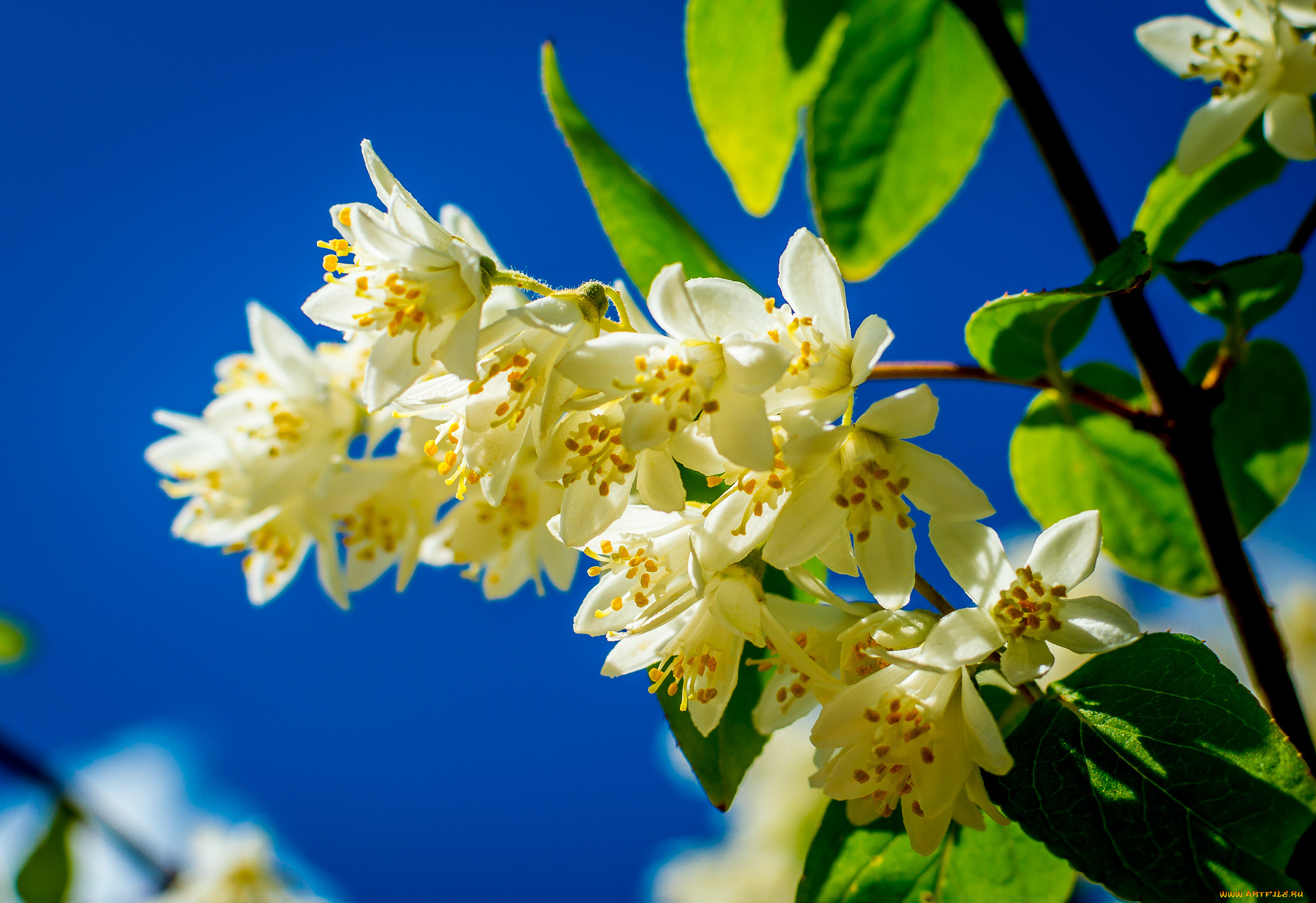 цветы, жасмин, весна, небо