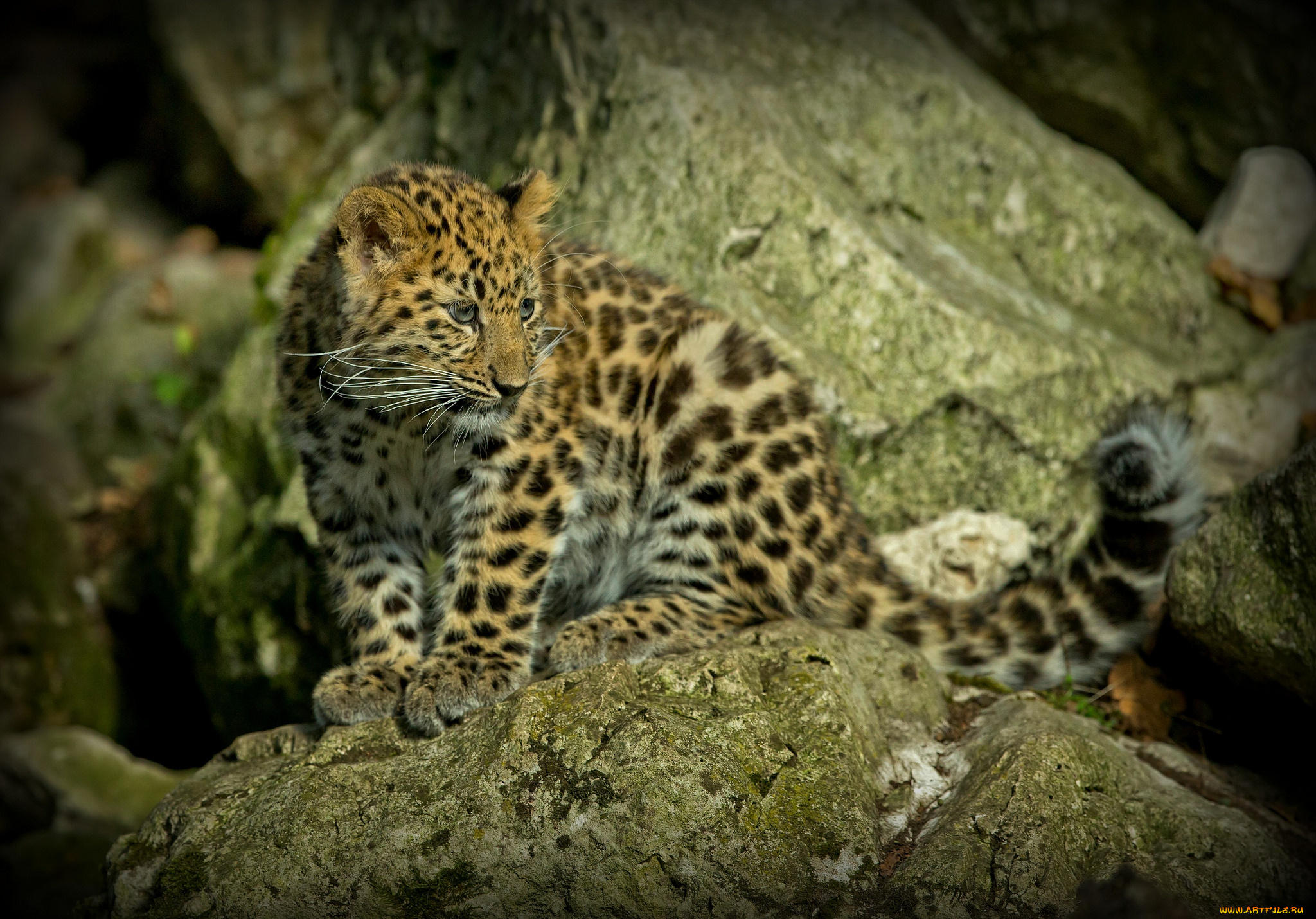 животные, Ягуары, котенок