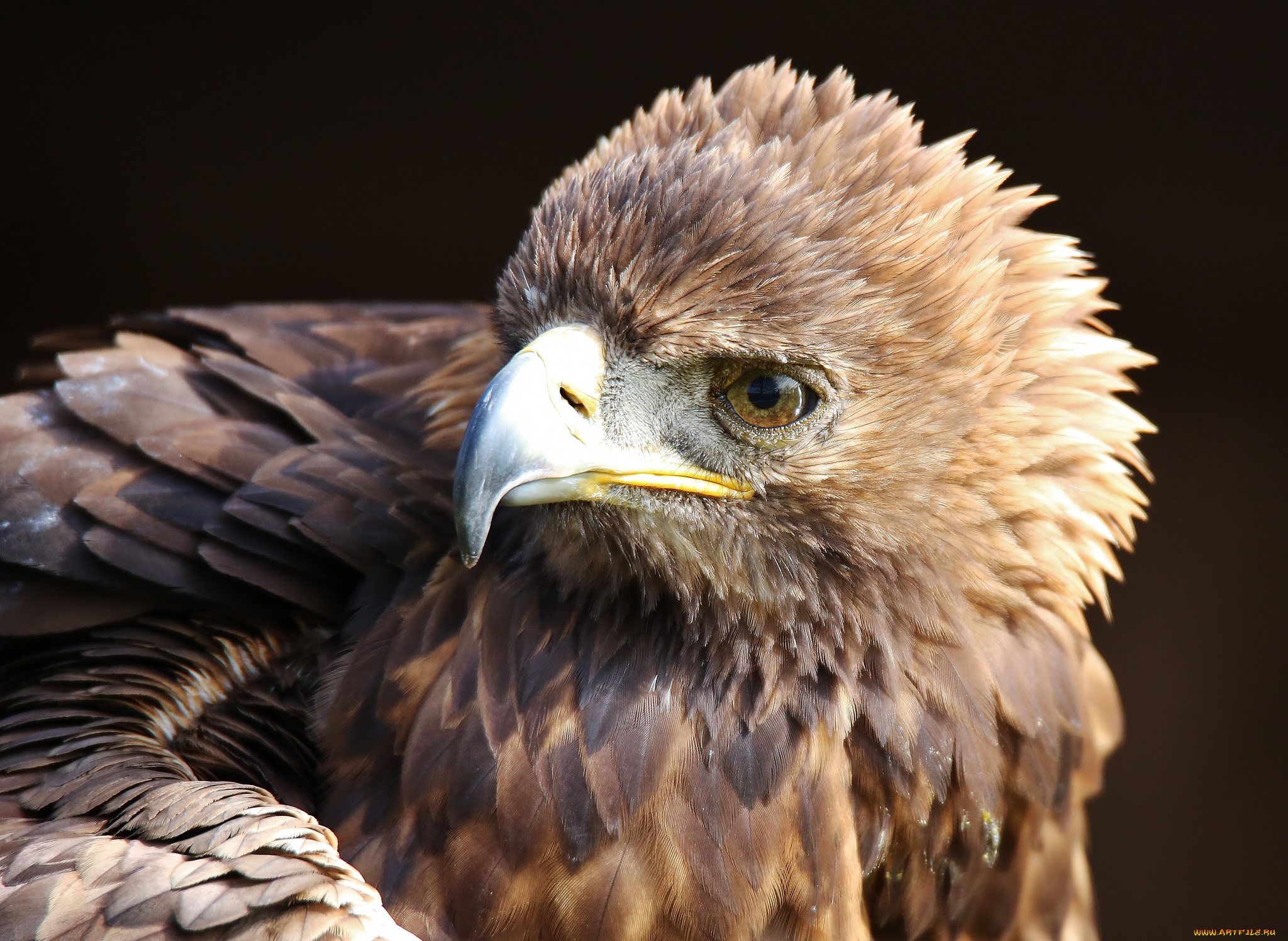 животные, птицы, -, хищники, клюв, перья, хищник, птица