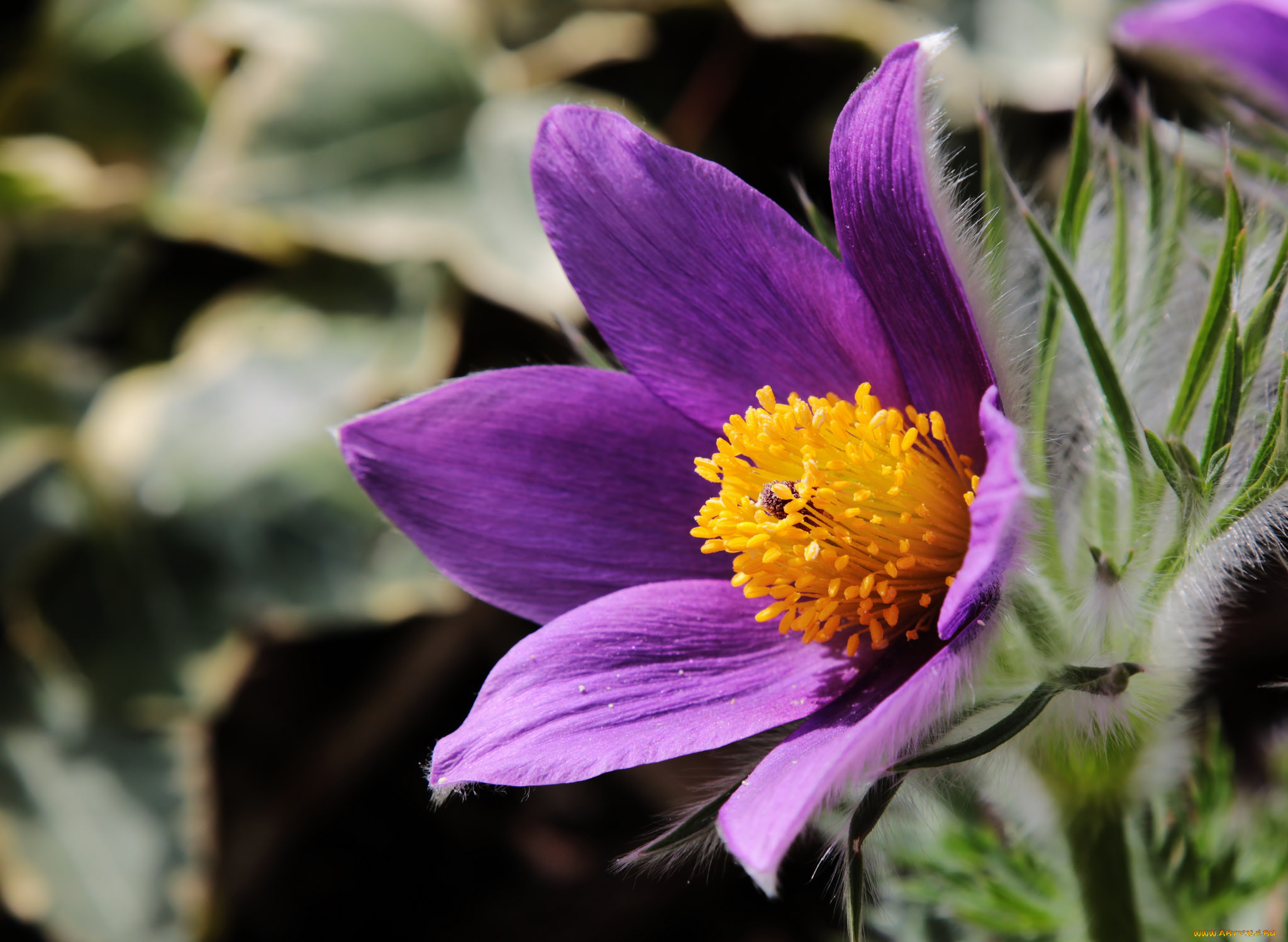 цветы, анемоны, , сон-трава, сон-трава, макро, цветок, фиолетовый, анемон