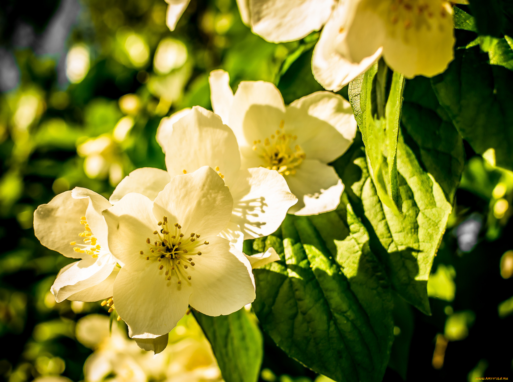 цветы, жасмин, макро, весна