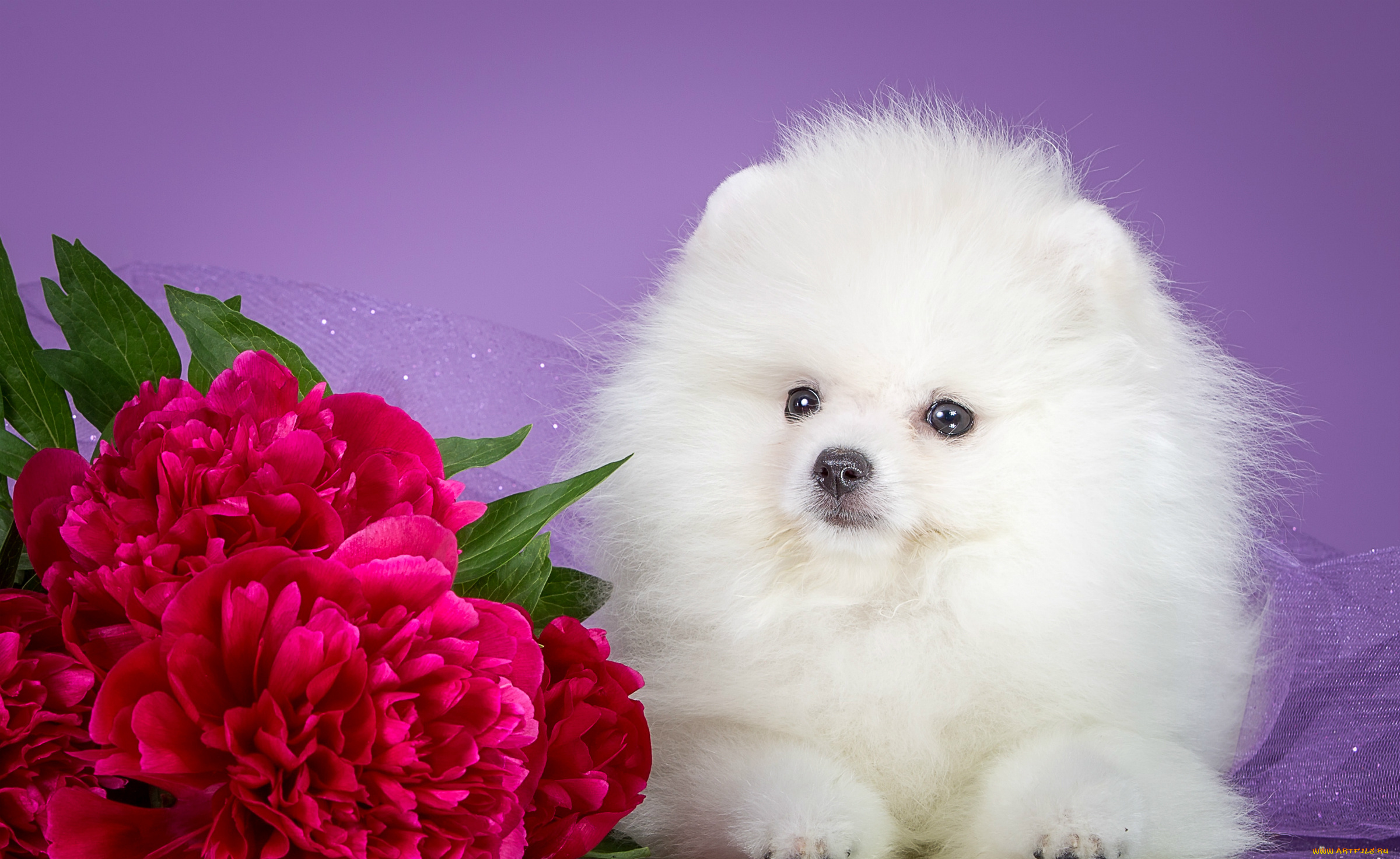 животные, собаки, пионы, белый, щенок, шпиц