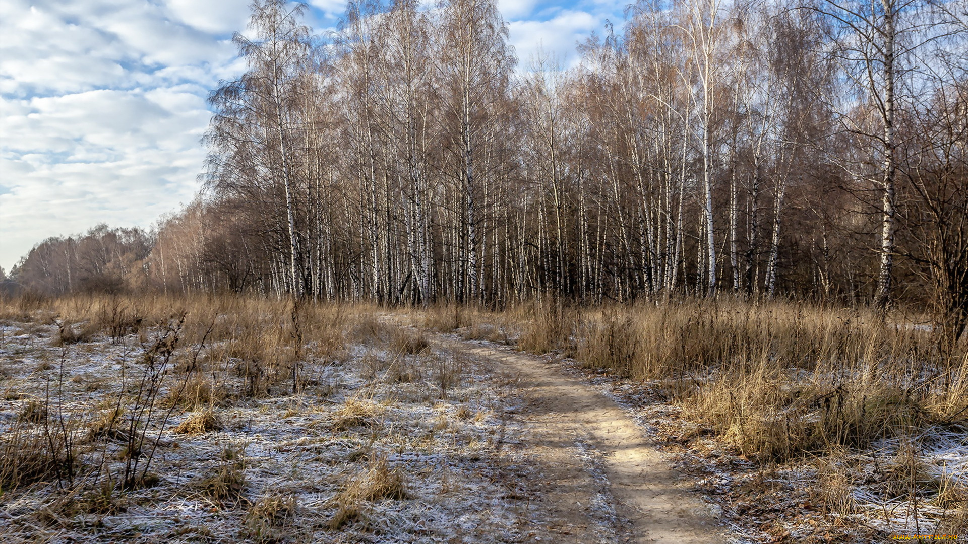 природа, дороги, берёзы, иней