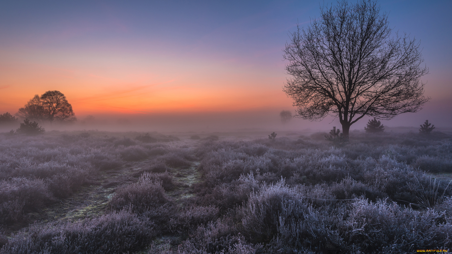 природа, восходы, закаты, утро, сент-антони, иней, туман, голландия, рассвет, свет, поле, дерево