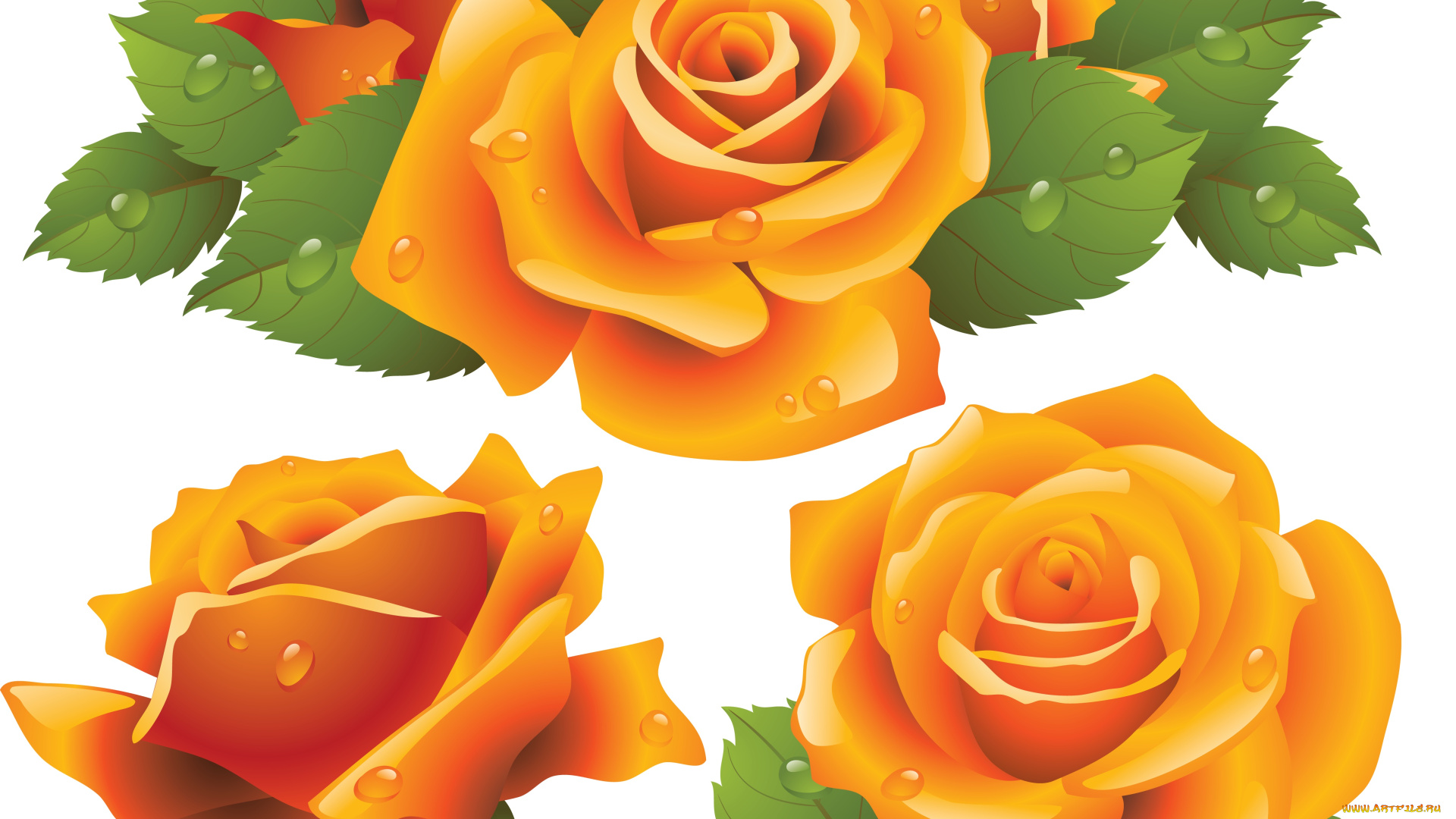 векторная, графика, цветы, , flowers, фон, розы