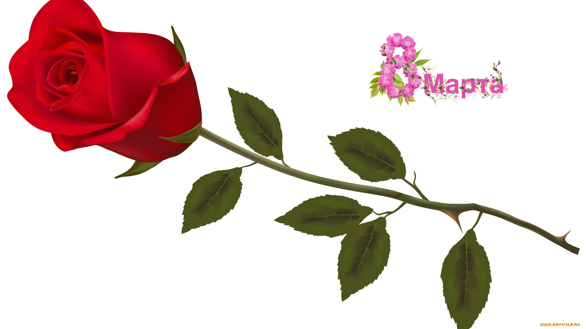 праздничные, международный, женский, день, -, 8, марта, роза, фон, цветы