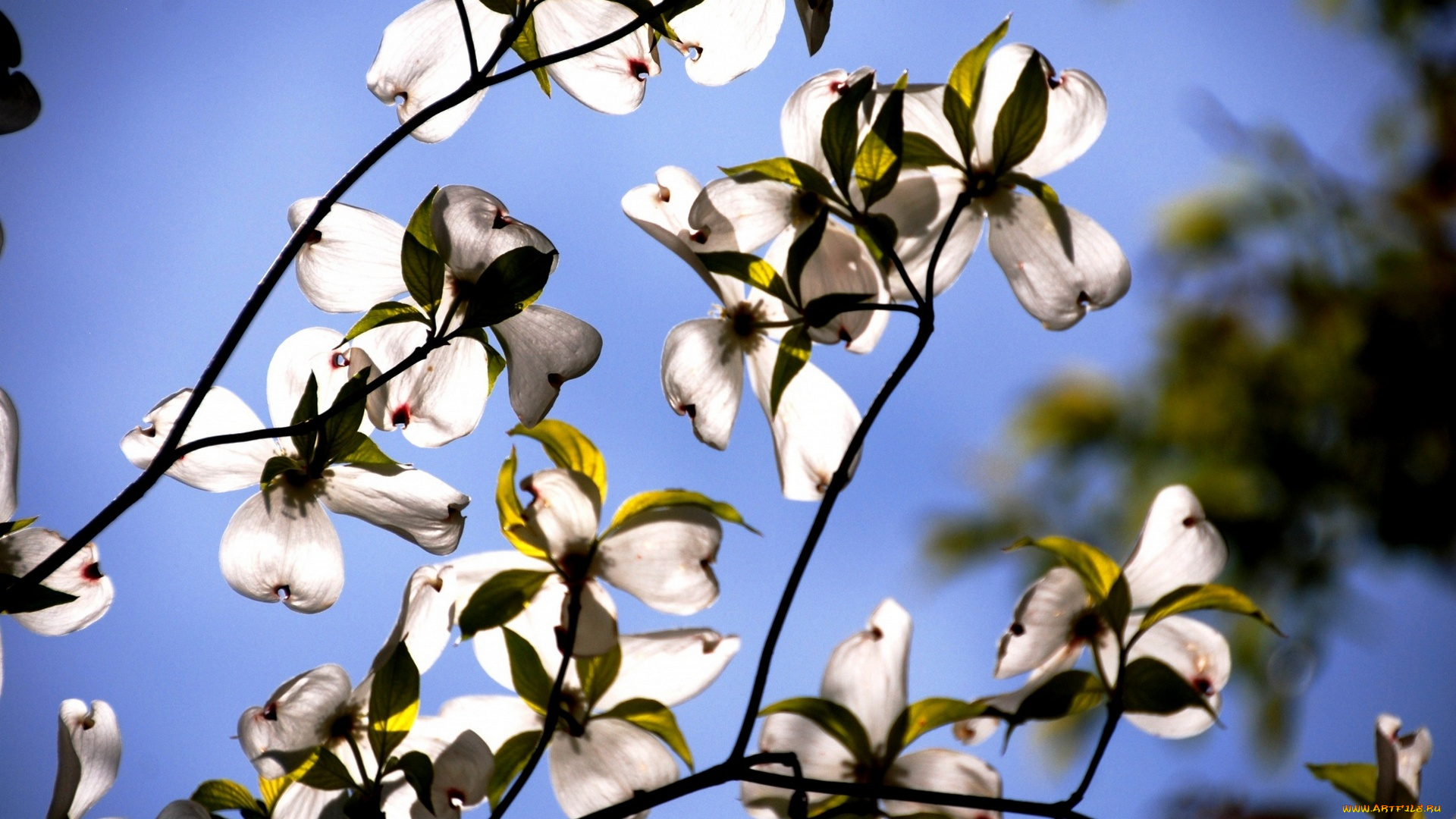 природа, деревья, ветки