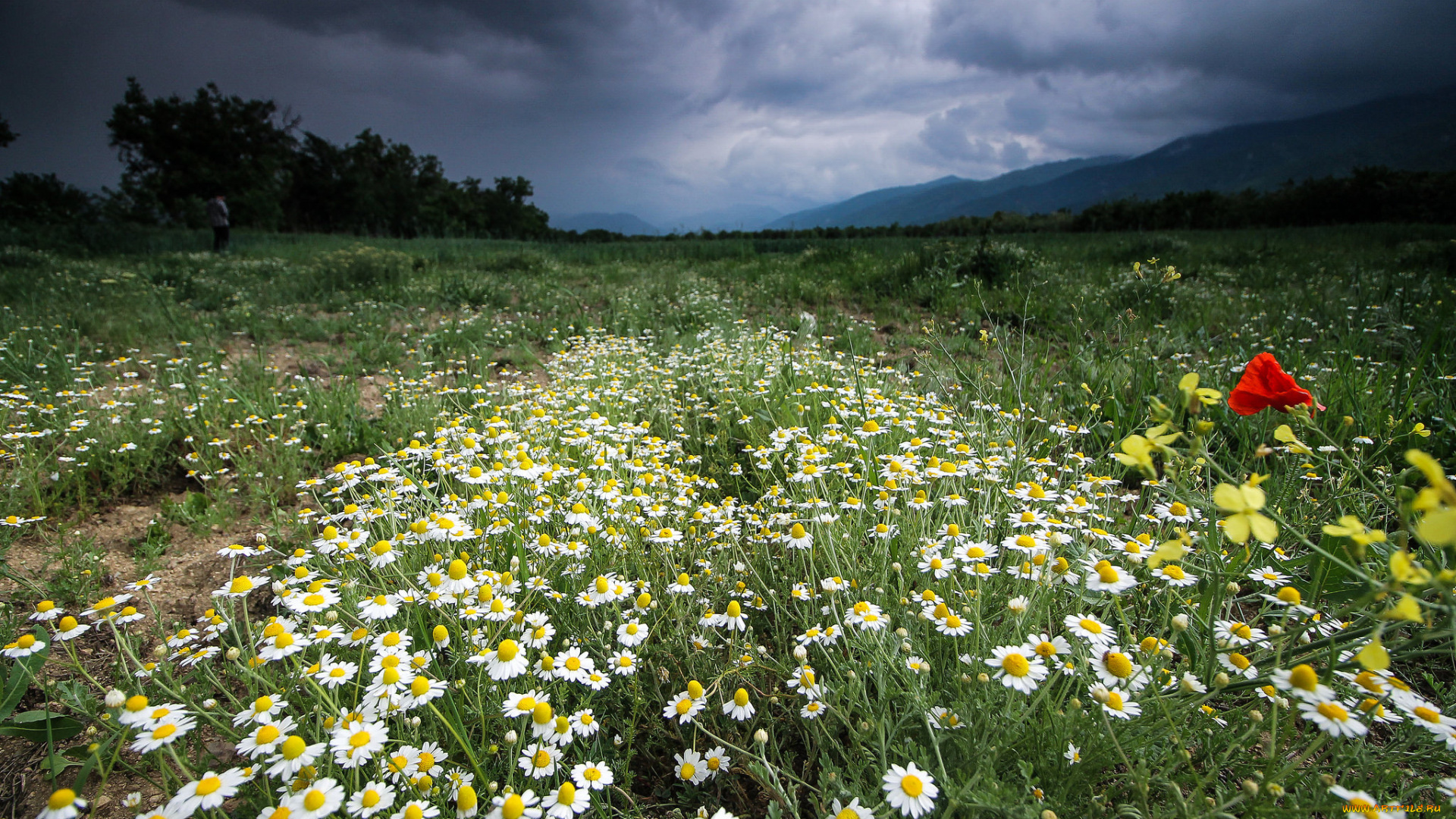 природа, луга, простор