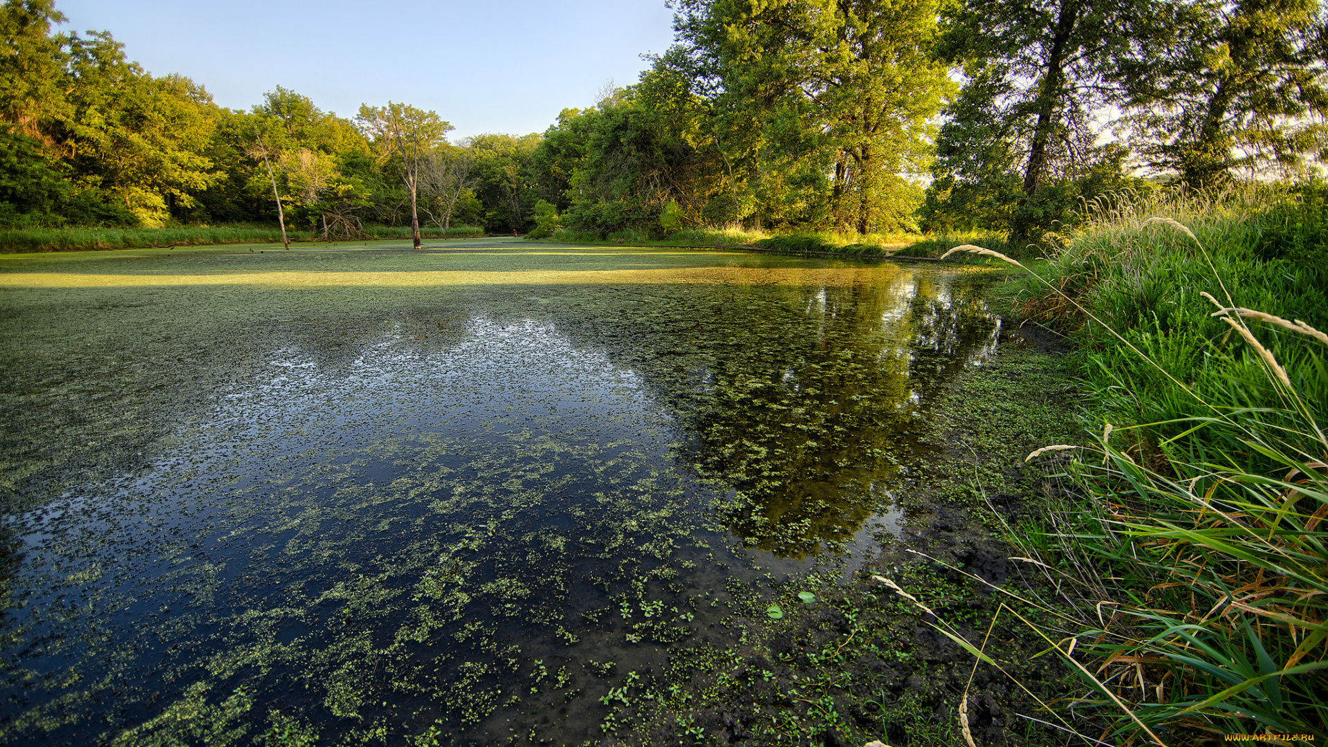 природа, реки, озера, лес, река