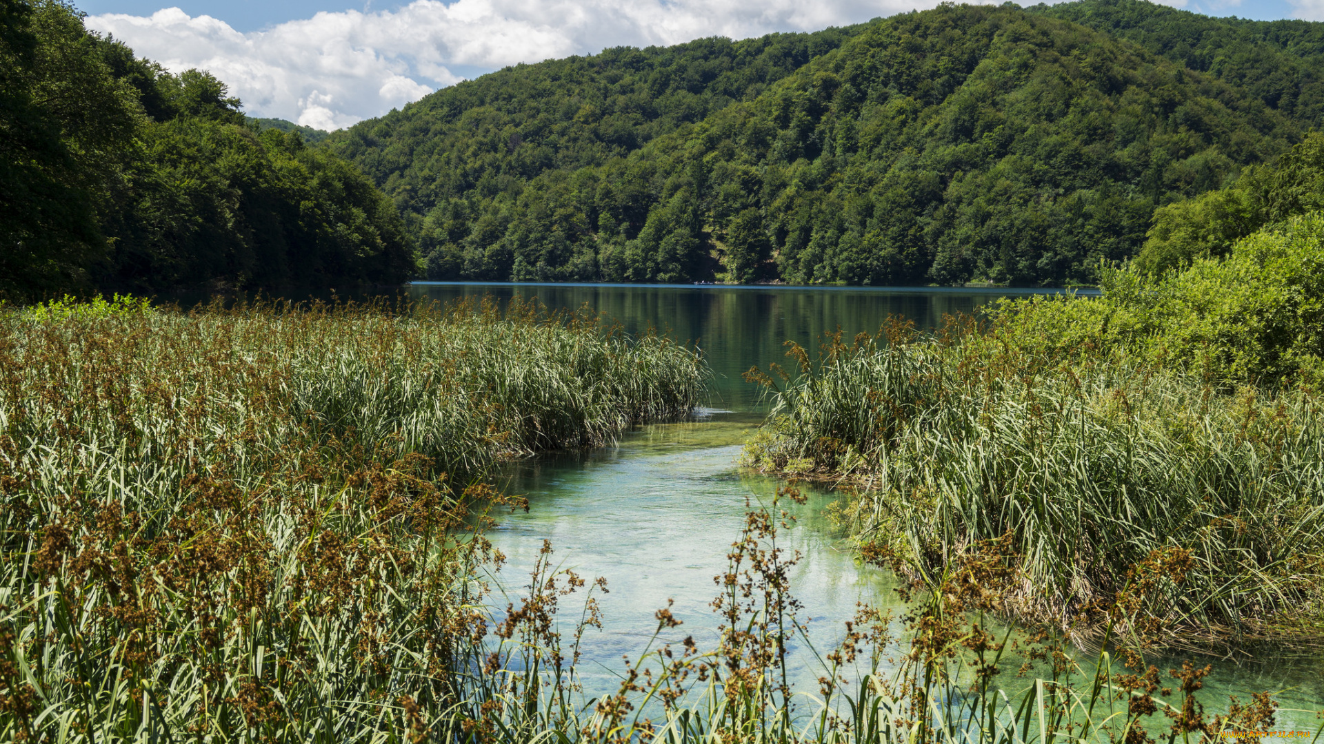 природа, реки, озера, река, лес