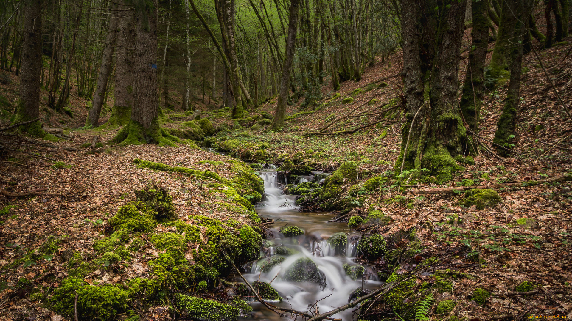 природа, реки, озера, река, лес