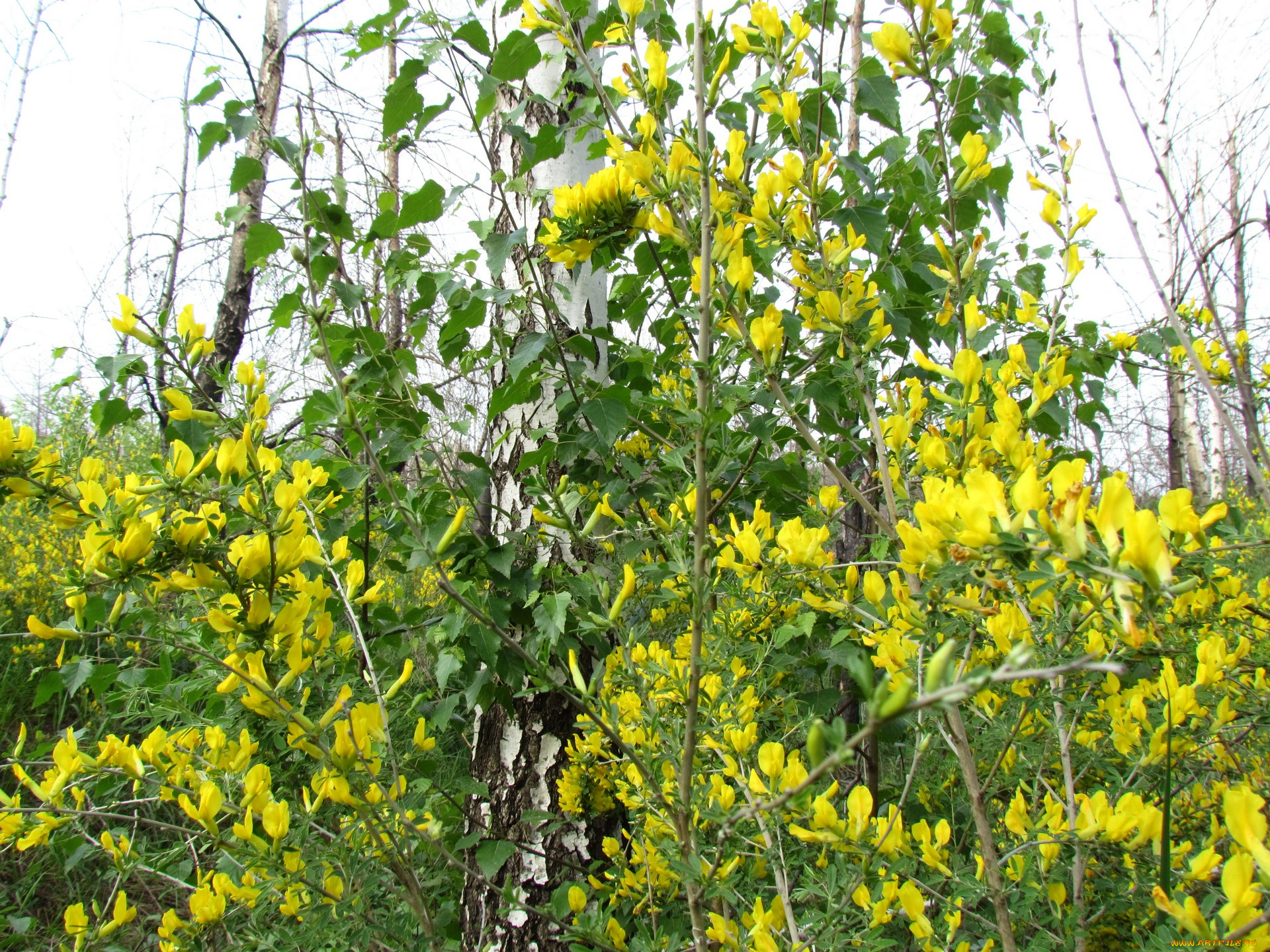 природа, деревья, куст