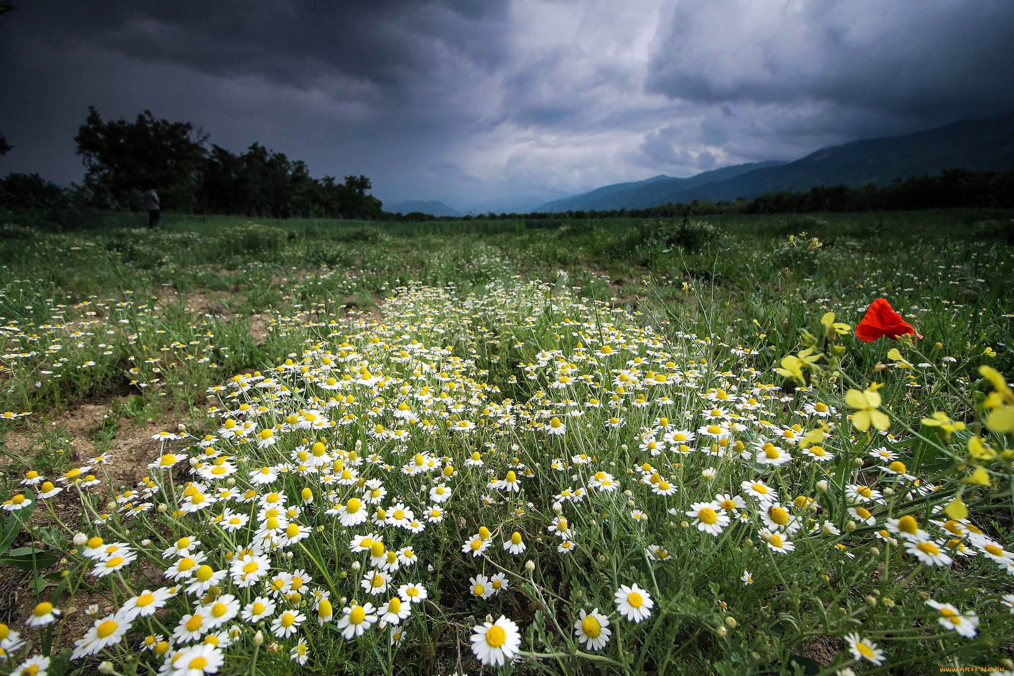 природа, луга, простор