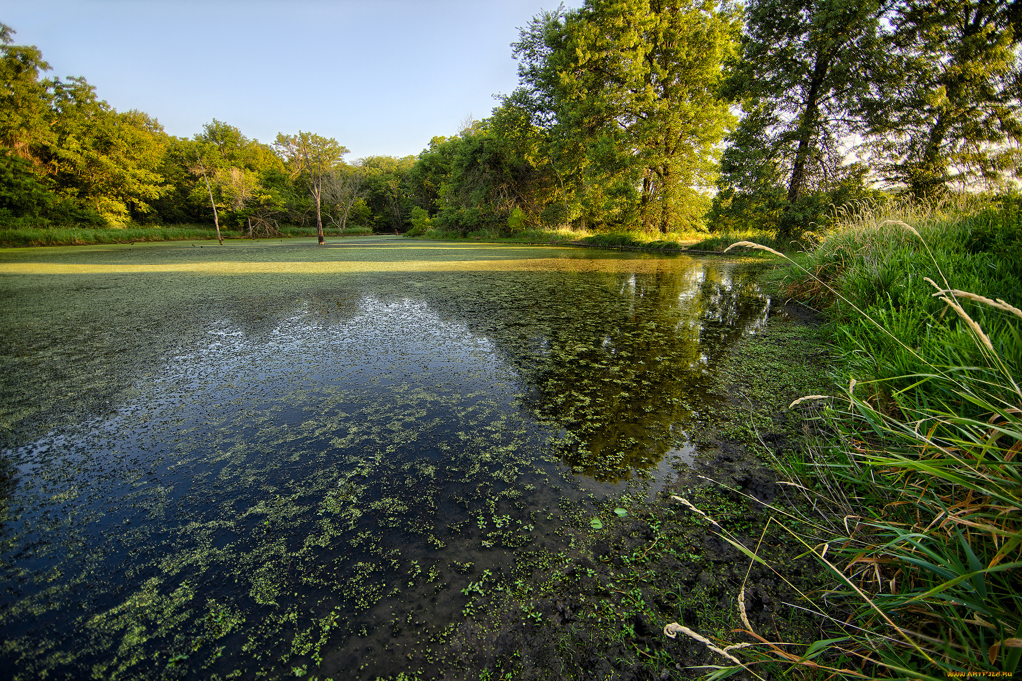 природа, реки, озера, лес, река