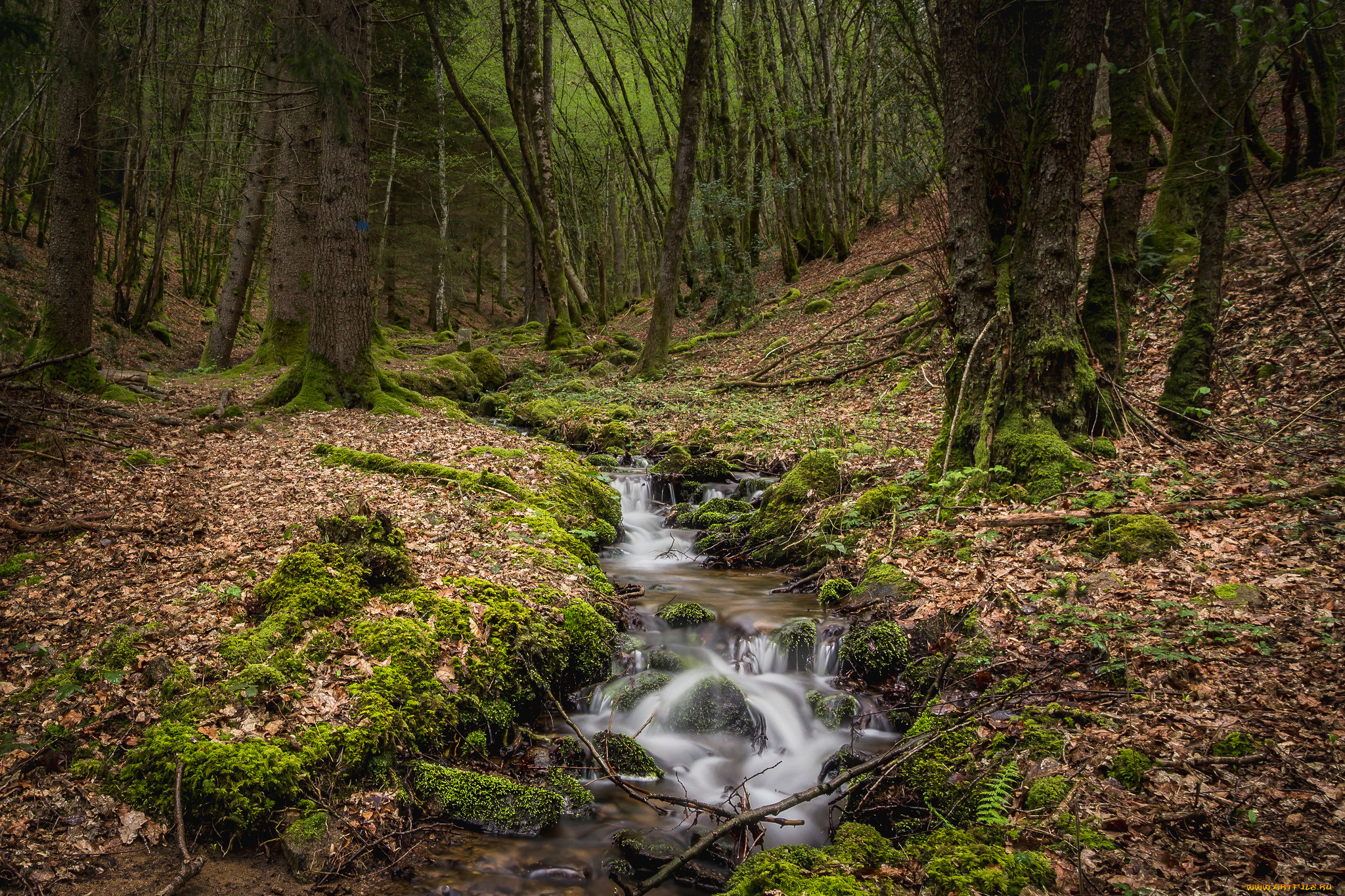 природа, реки, озера, река, лес