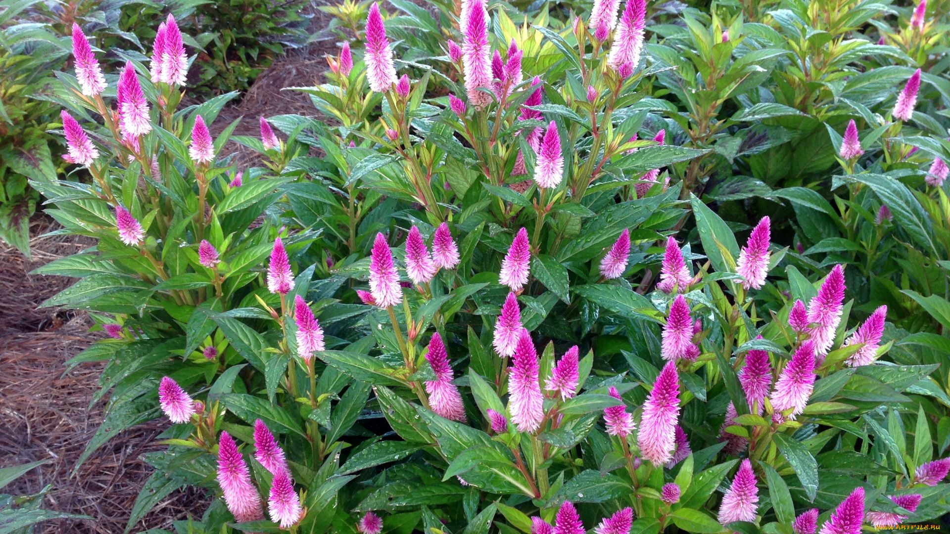 целозия, цветы