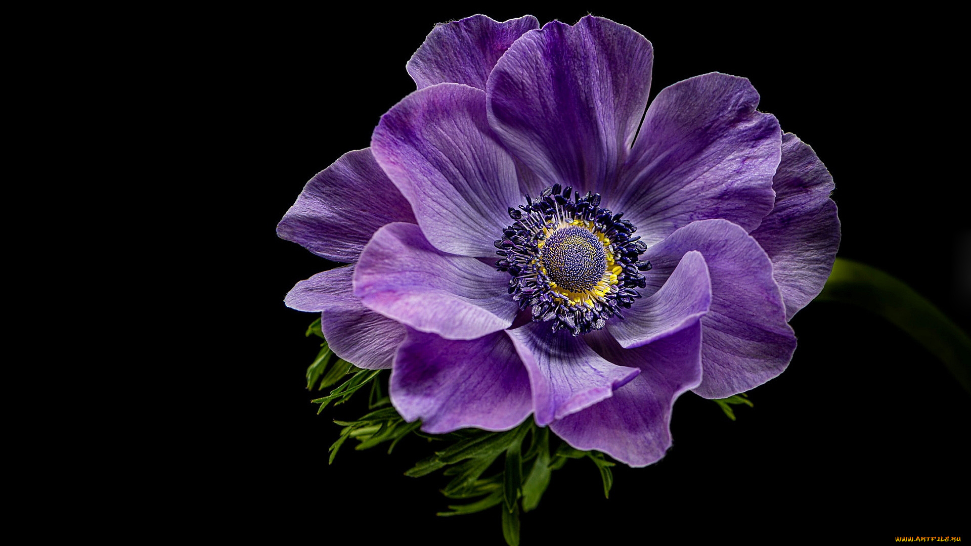 цветы, анемоны, , сон-трава, анемон