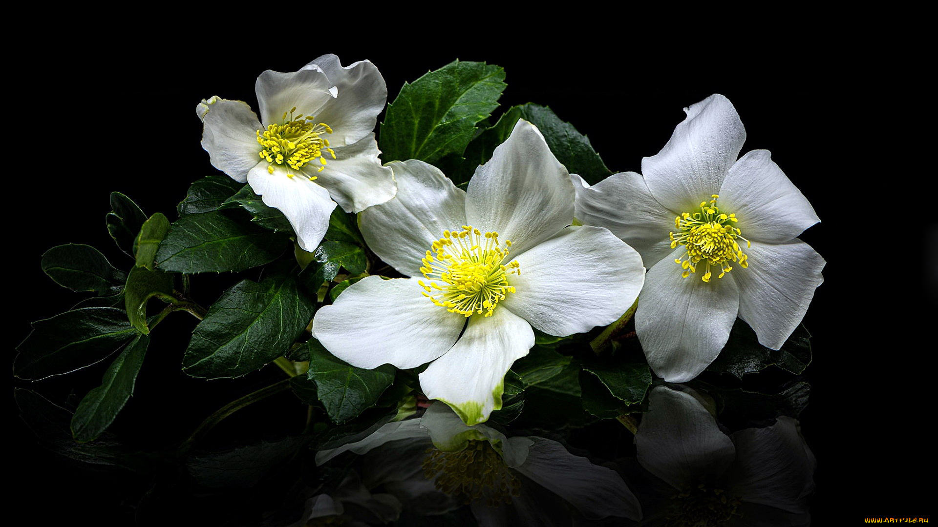 цветы, анемоны, , сон-трава, анемон