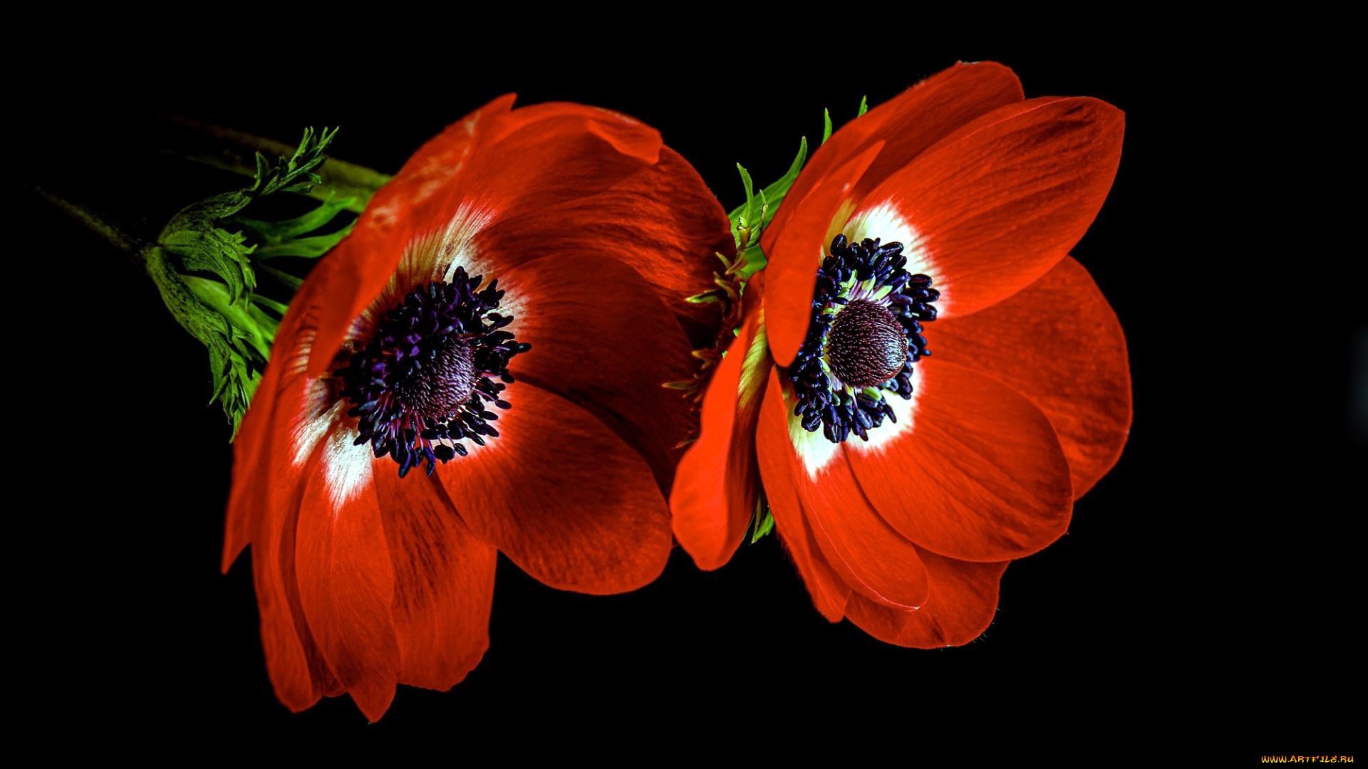 цветы, анемоны, , сон-трава, анемон