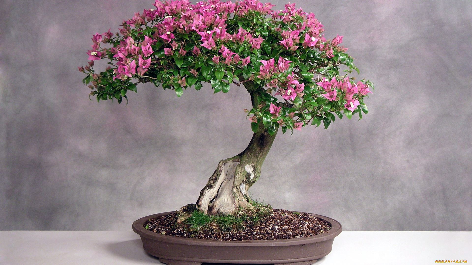 цветы, цветущие, деревья, , , кустарники, бонсай