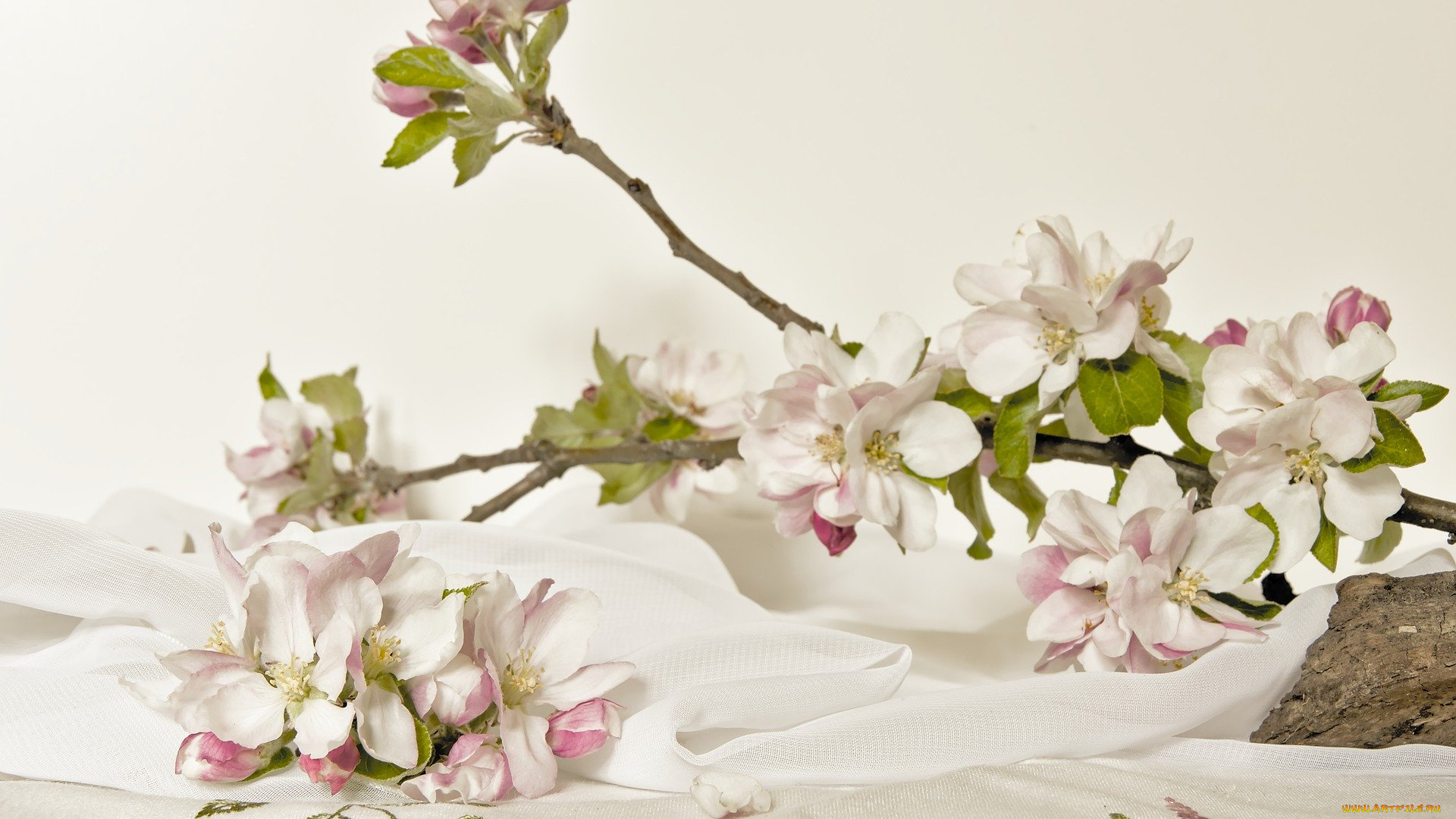 цветы, цветущие, деревья, , , кустарники, цветущие, ветки, apple, blossom, цветение