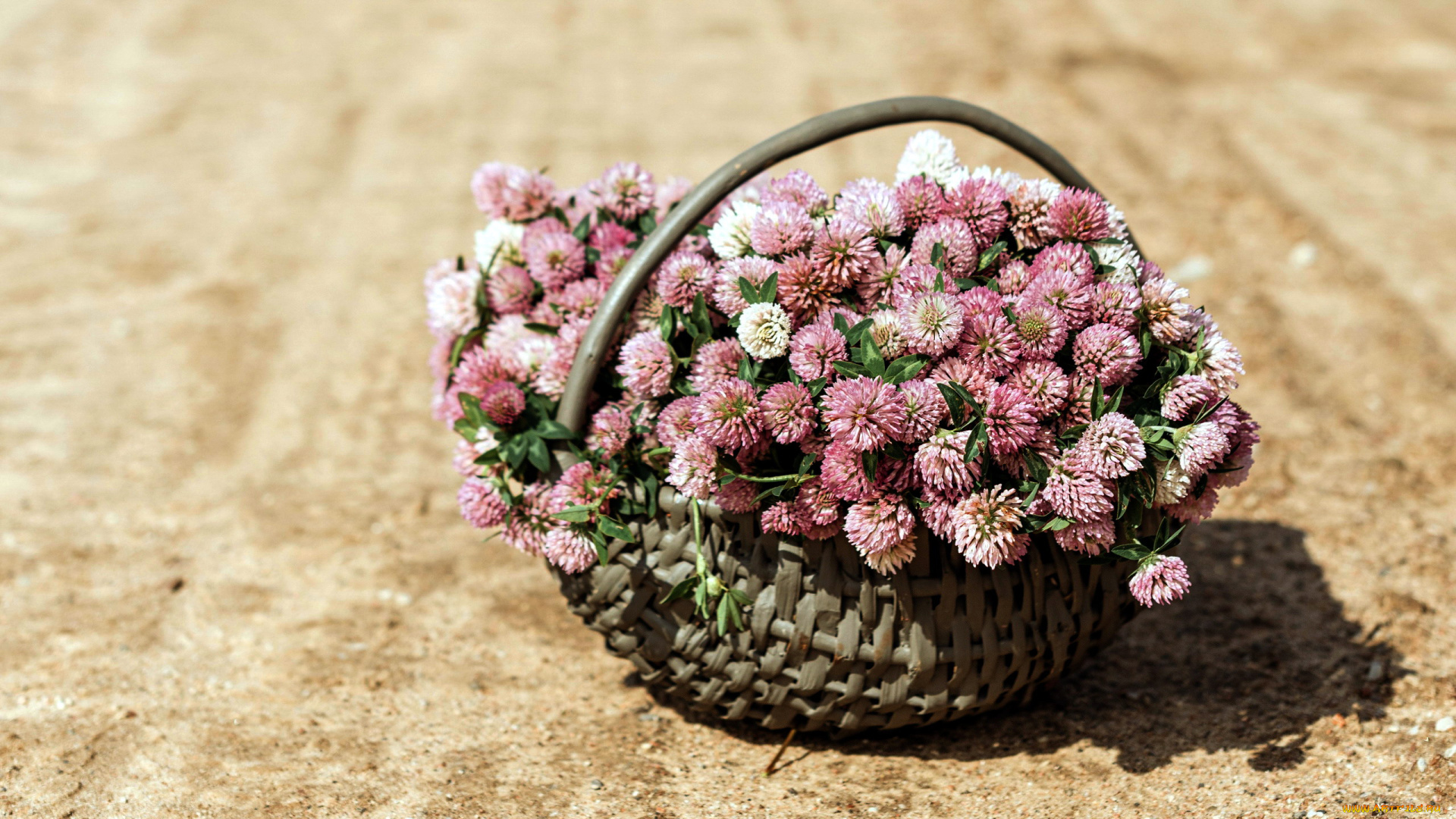 цветы, клевер