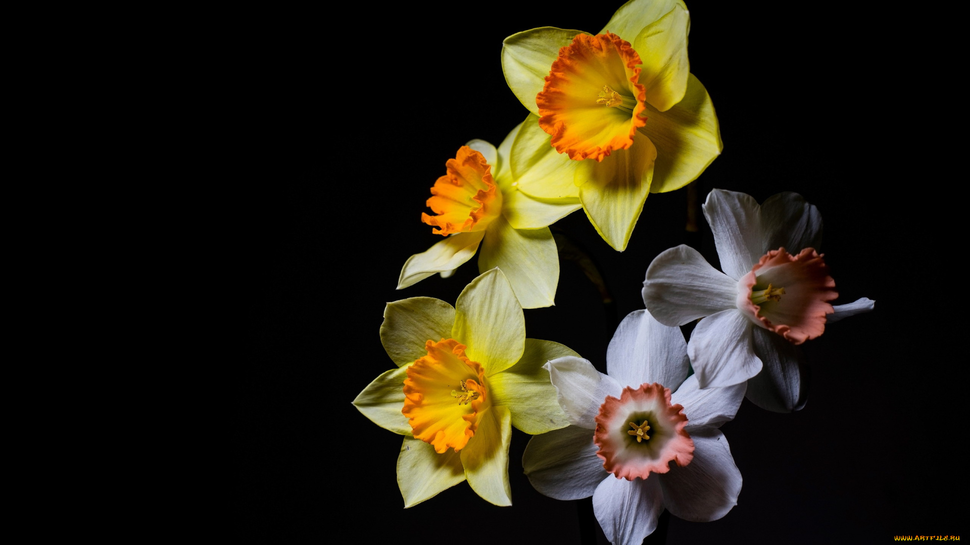 цветы, нарциссы