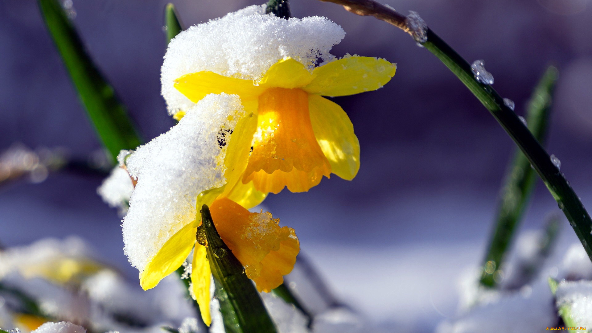 цветы, нарциссы, нарцисс, снег