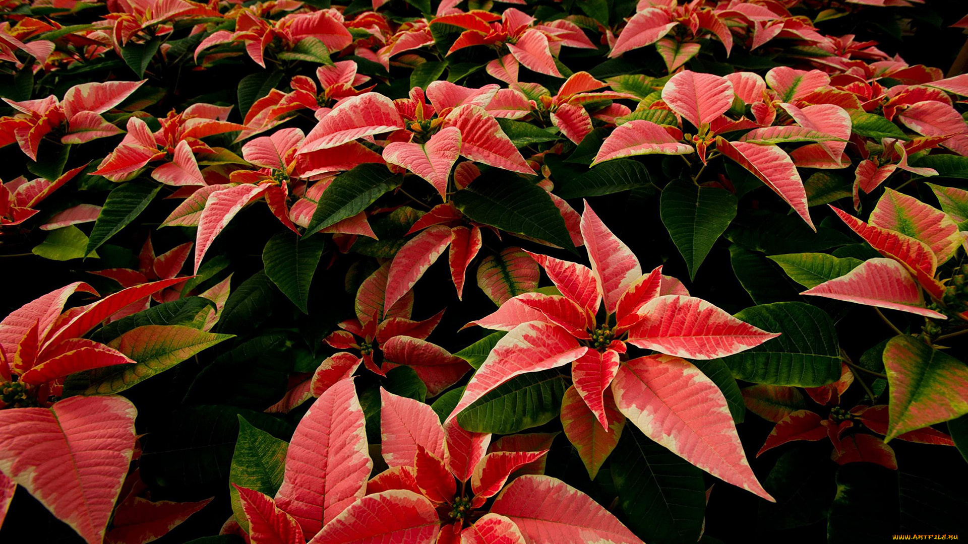 цветы, пуансеттия, рождественская, звезда