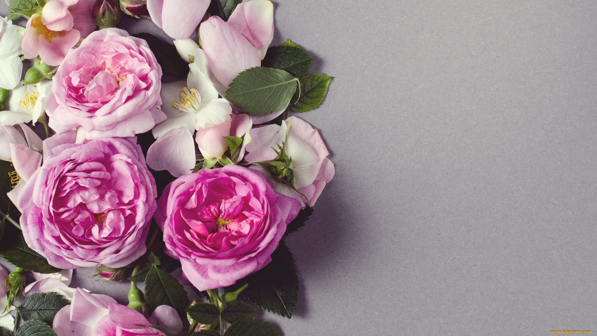 цветы, розы