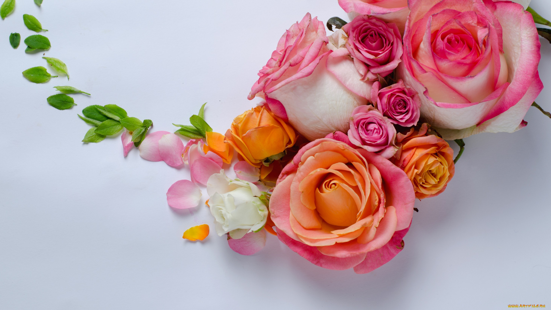 цветы, розы, бутоны