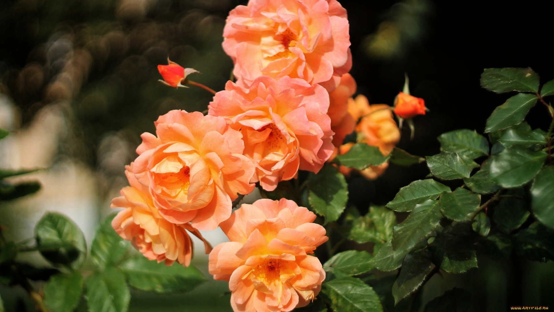 цветы, розы, персиковый