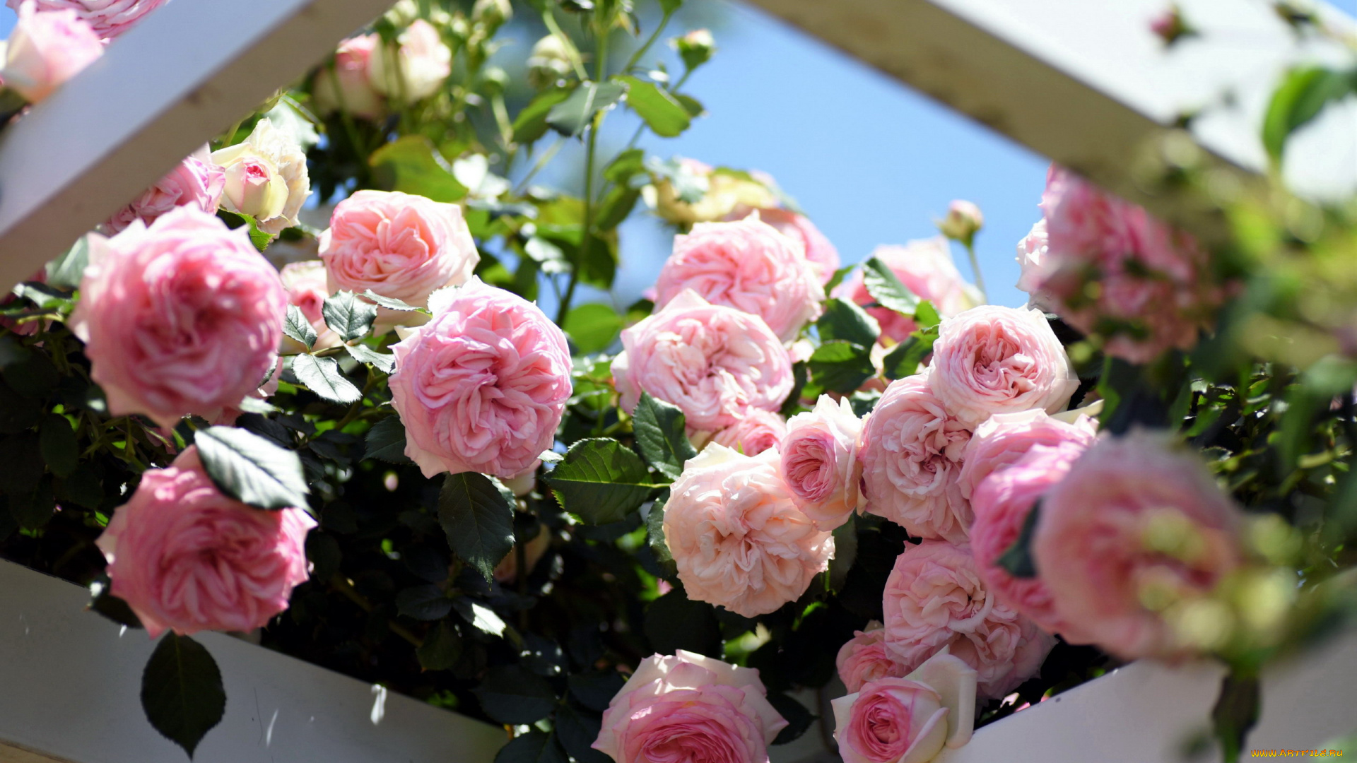 цветы, розы, розовый, куст