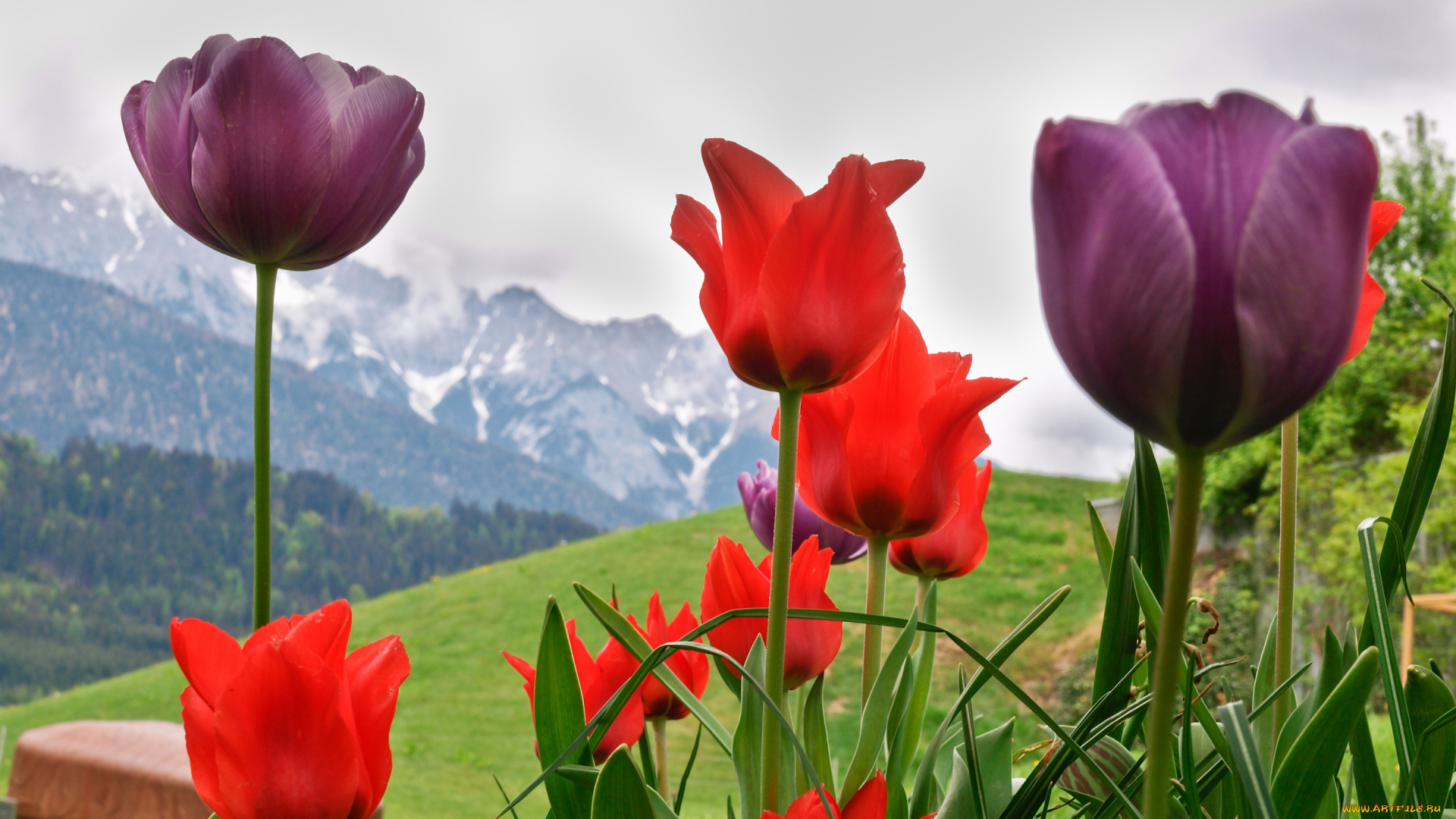 цветы, тюльпаны, горы, весна