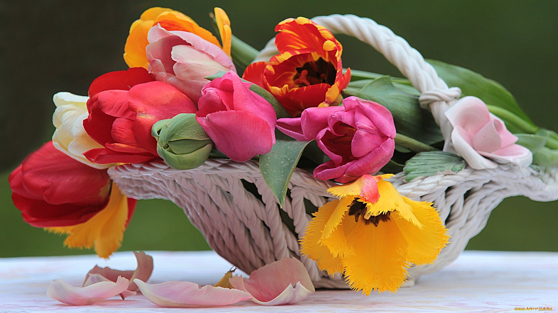 цветы, тюльпаны, тюльпан, цветок, натюрморт, красочный