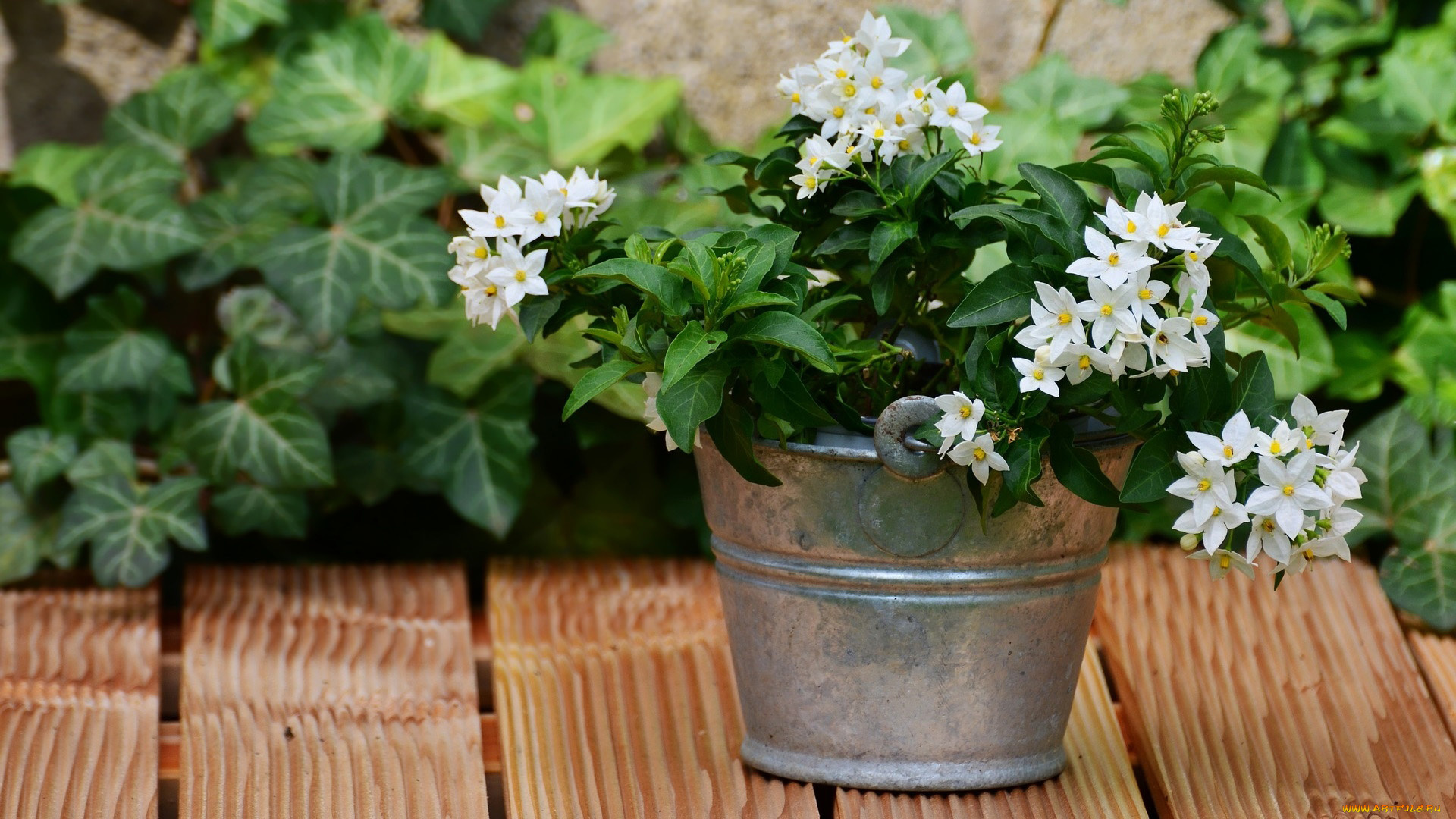 паслён, цветы