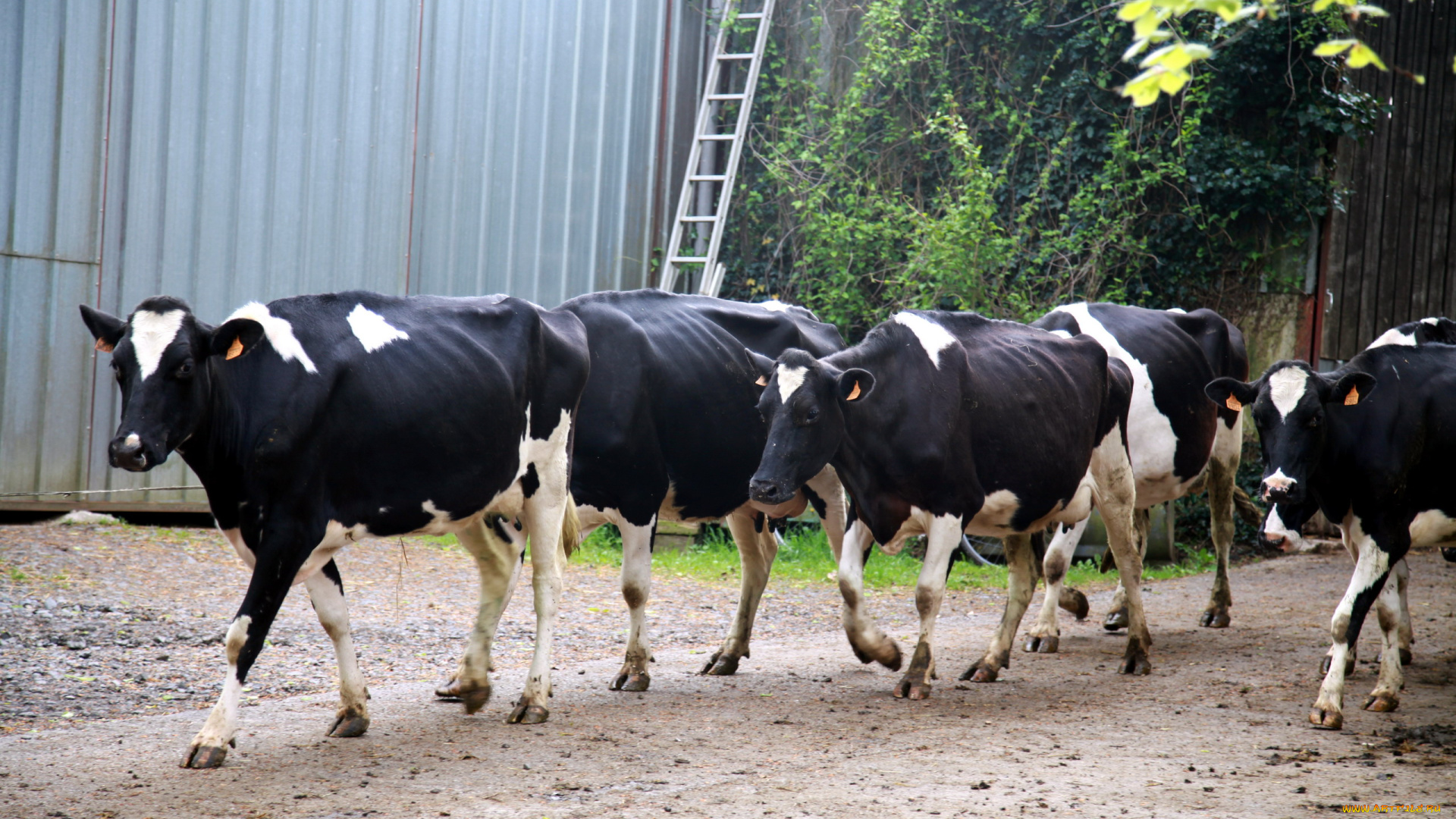 животные, коровы, , буйволы, стадо