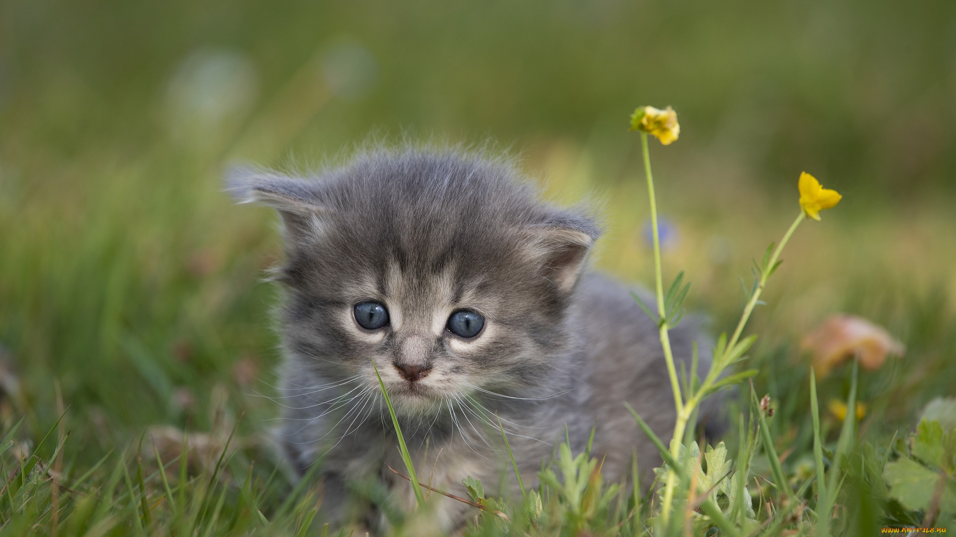 животные, коты, котенок, слишком, симпатичные, серый, мех