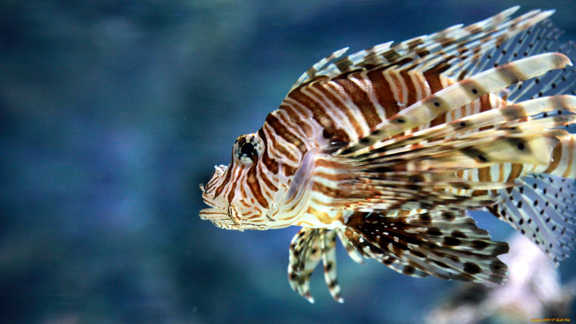 животные, рыбы, пестрая, рыбка