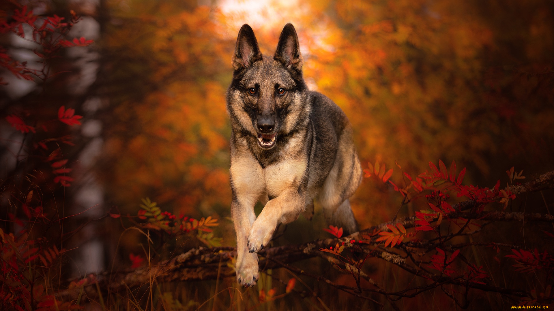 животные, собаки, немецкая, овчарка