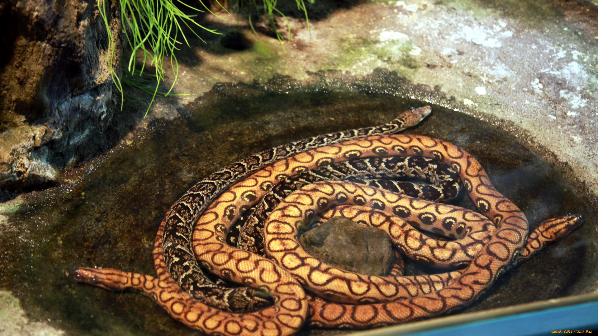 животные, змеи, , питоны, , кобры, пара