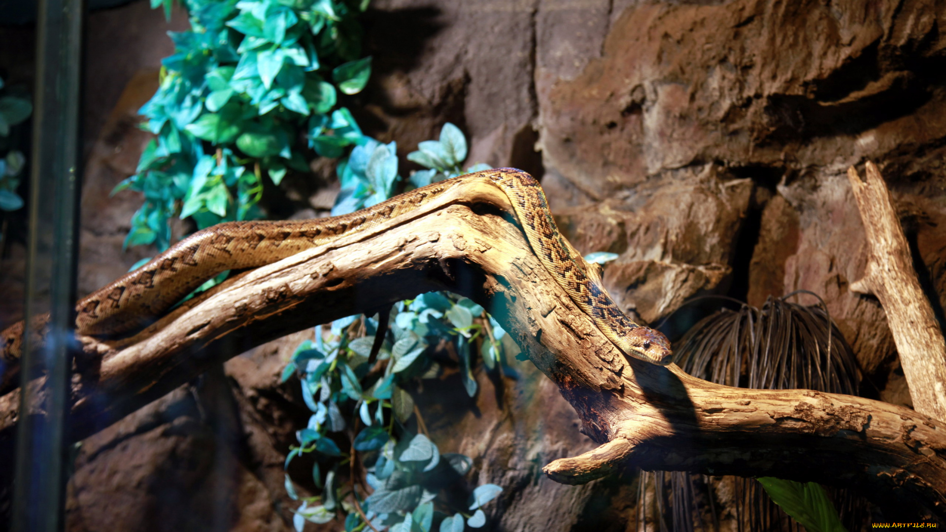 животные, змеи, , питоны, , кобры, змея