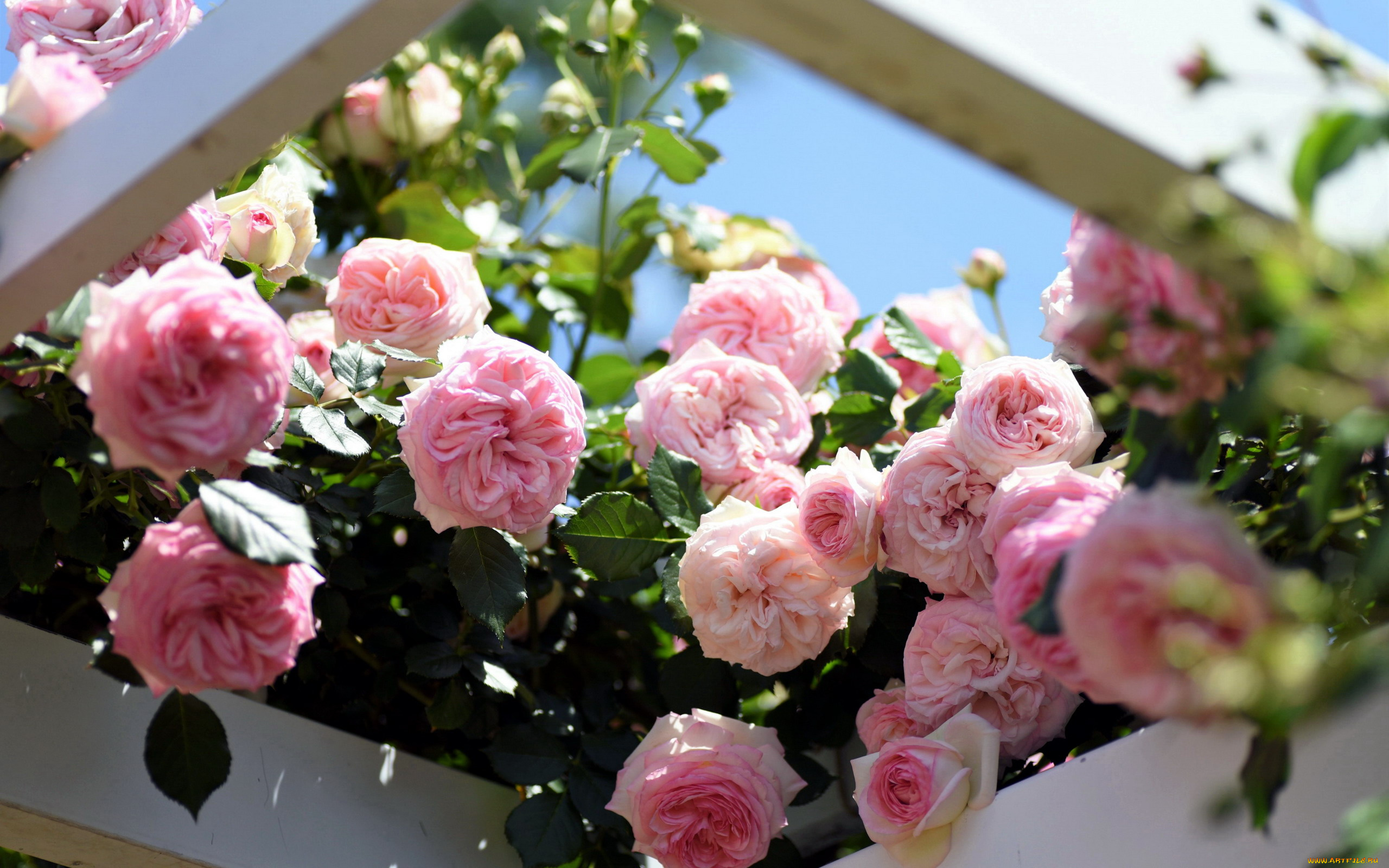 цветы, розы, розовый, куст