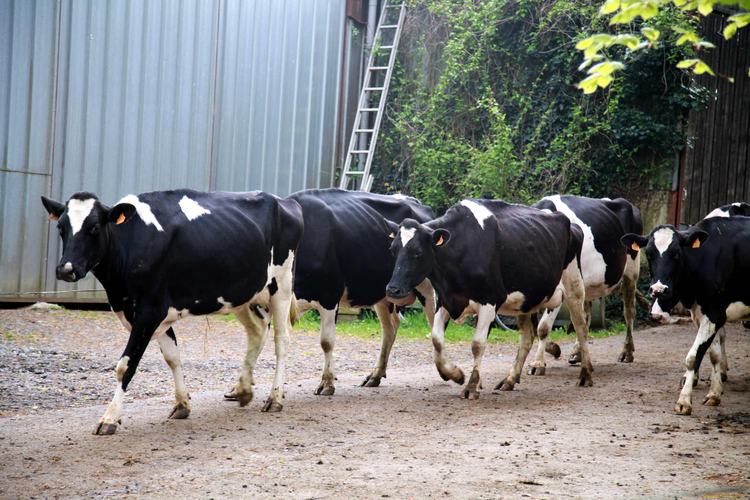 животные, коровы, , буйволы, стадо