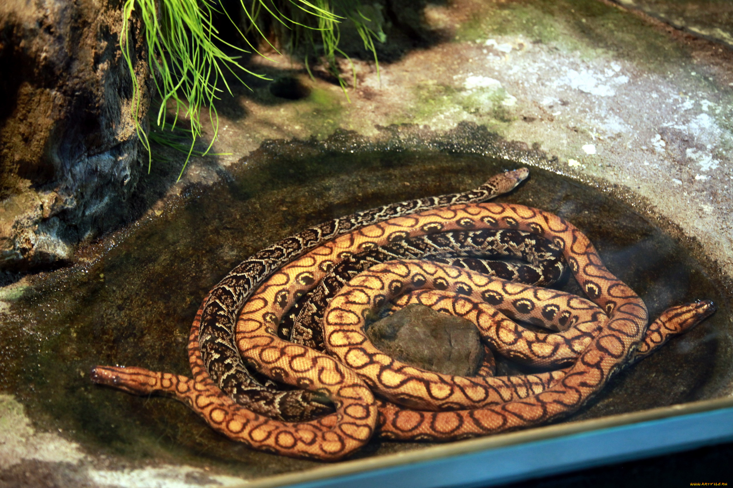 животные, змеи, , питоны, , кобры, пара