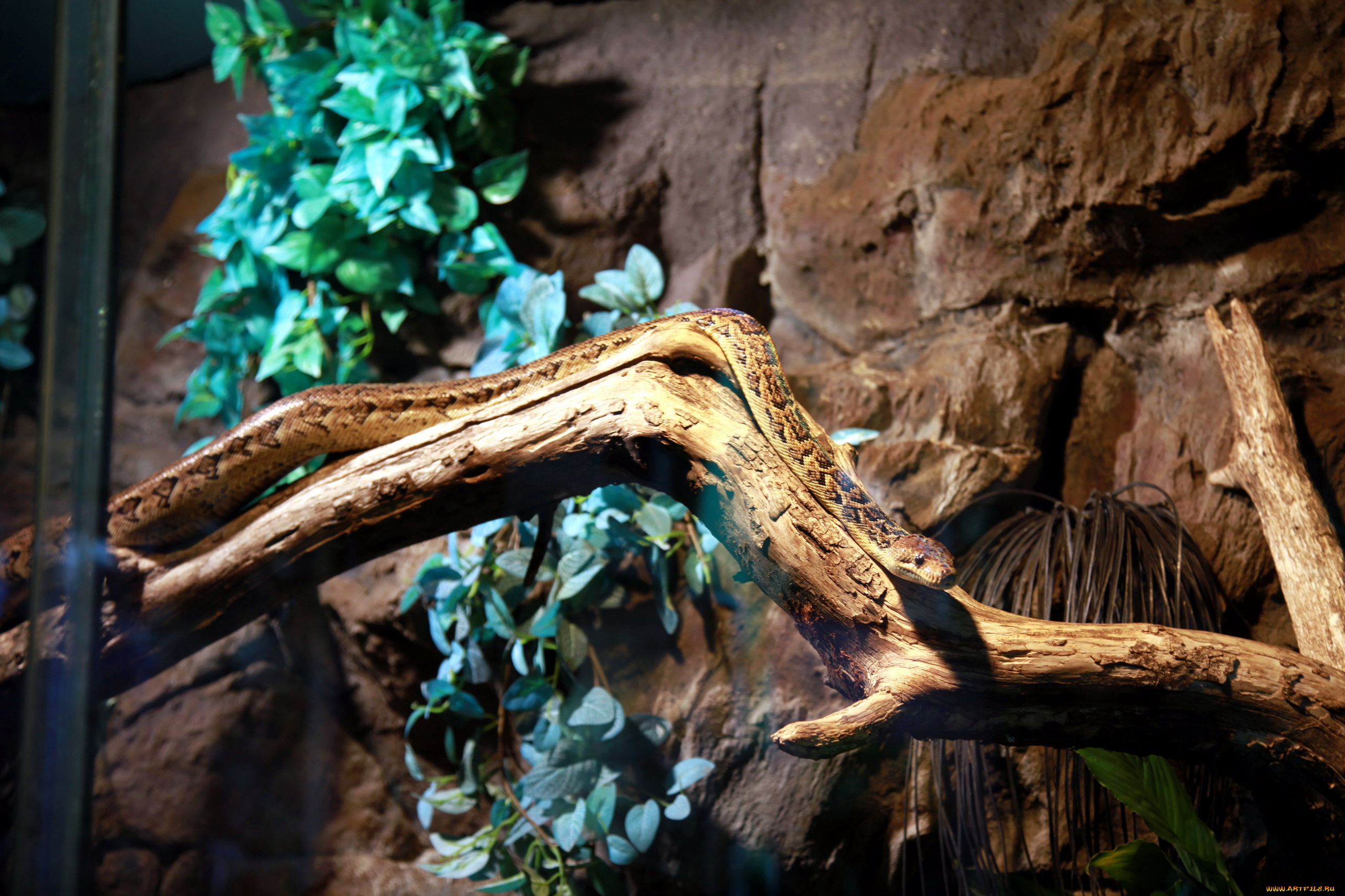 животные, змеи, , питоны, , кобры, змея