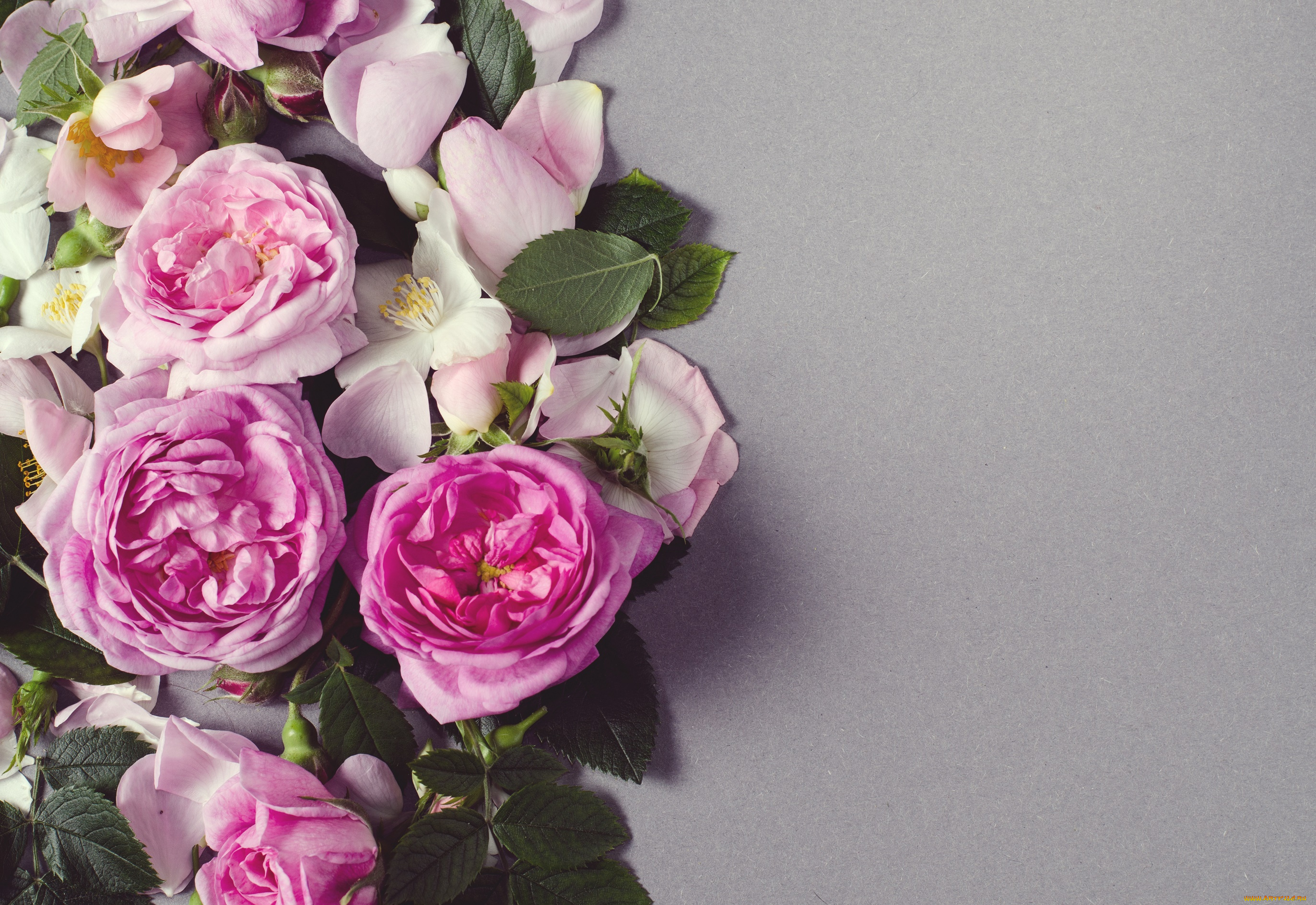 цветы, розы