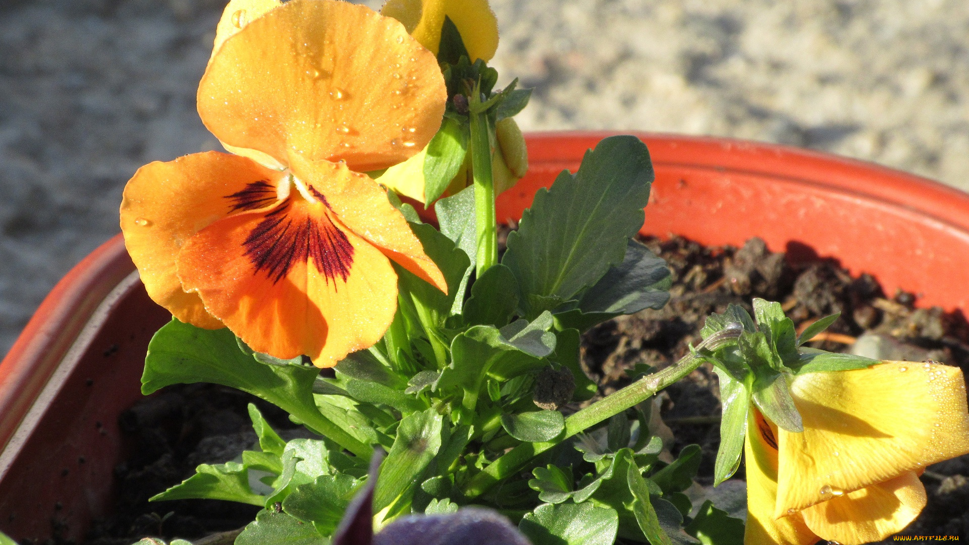 цветы, анютины, глазки, , садовые, фиалки, анютины, глазки