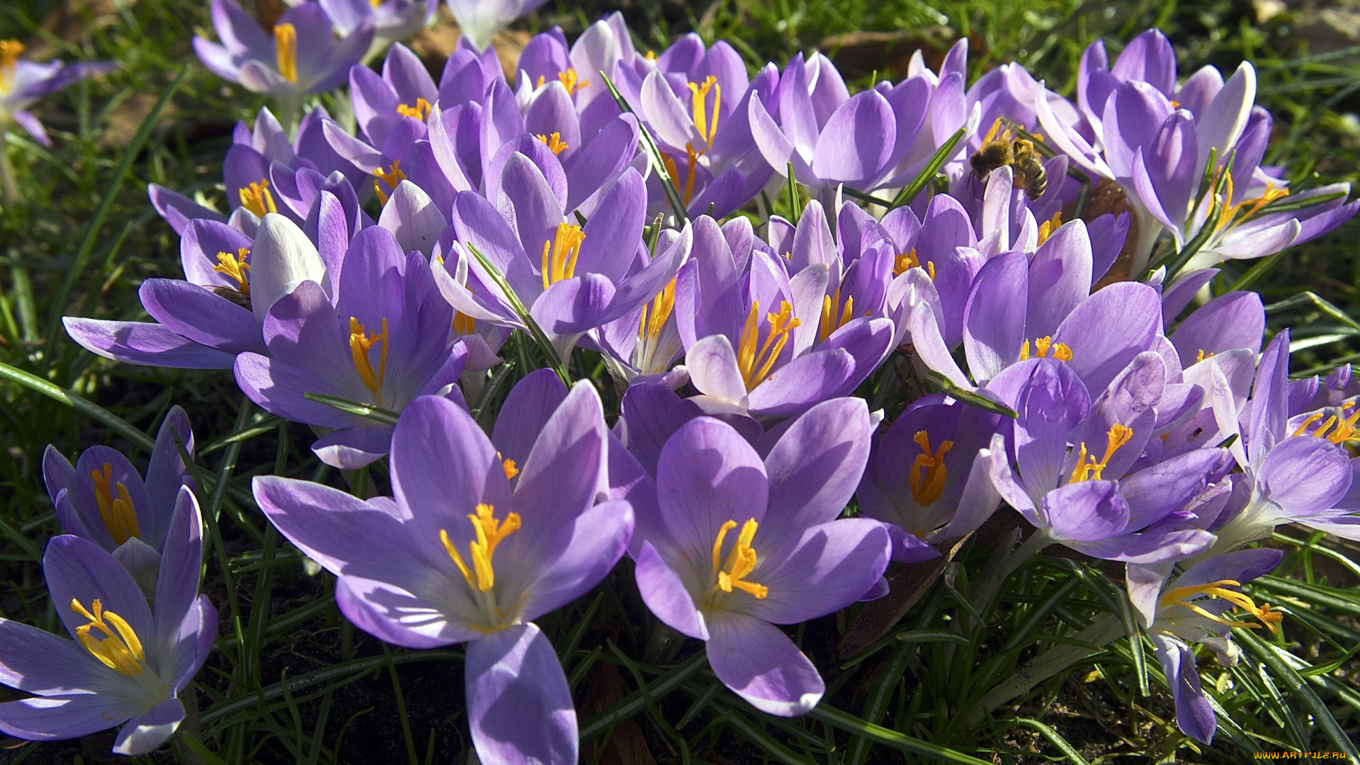 цветы, крокусы, лиловые, весна