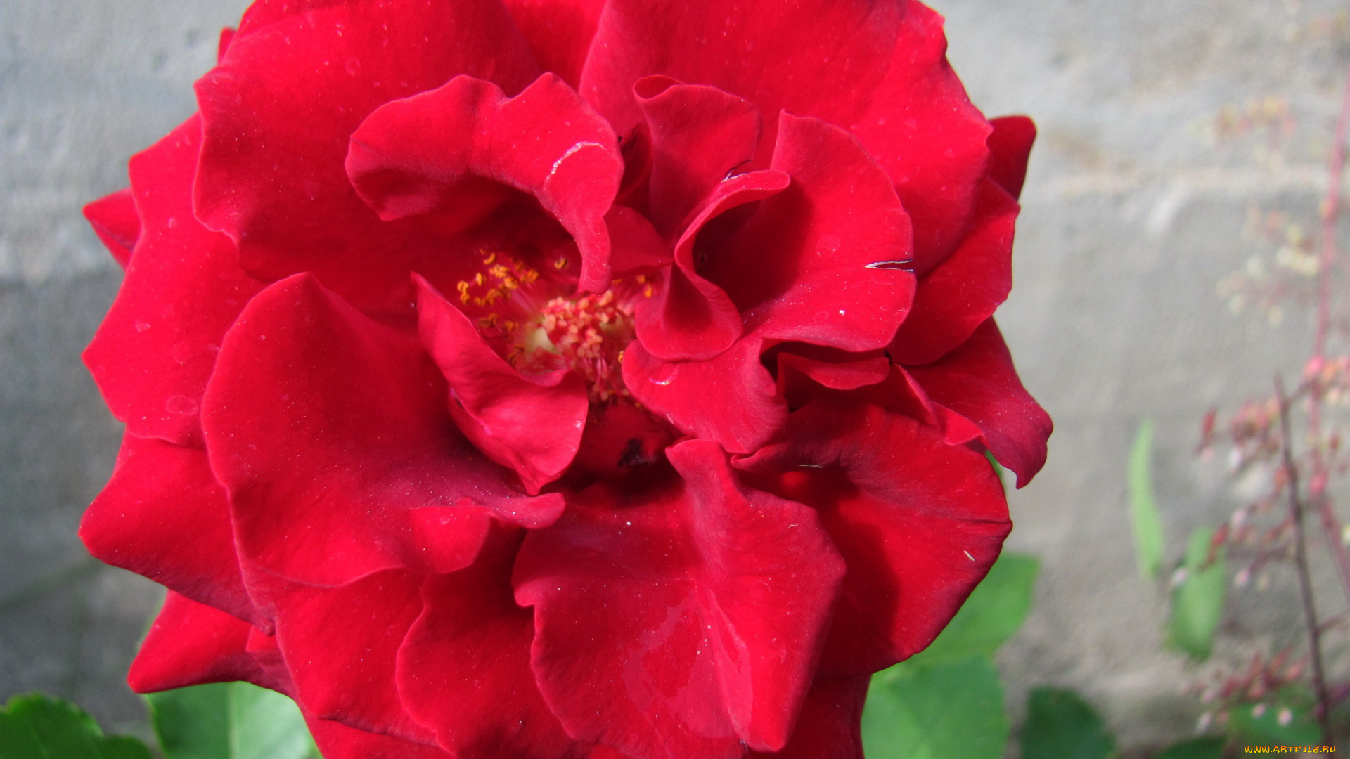 цветы, розы, алая, роза, макро